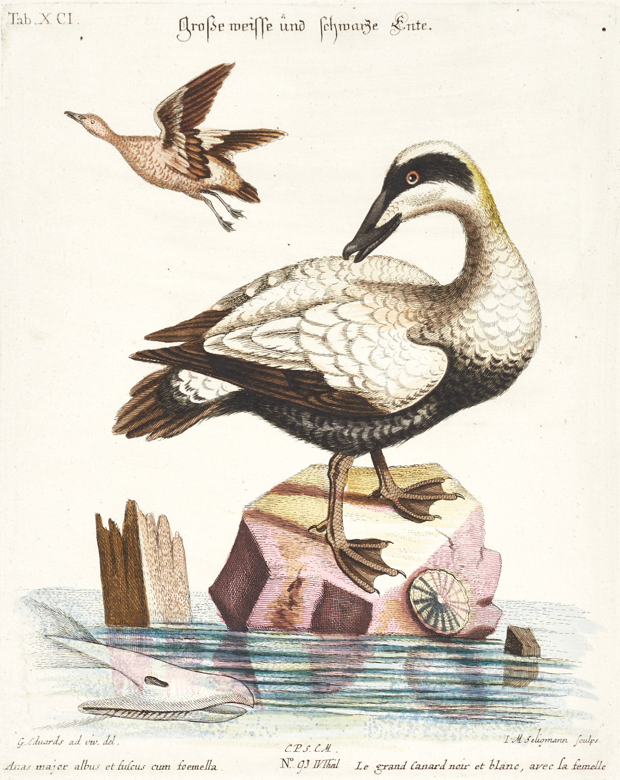 SELIGMANN, illustration ur "Sammlung verschiedener ausländischer und seltener Vögel", Nürnberg, 1749-1776.