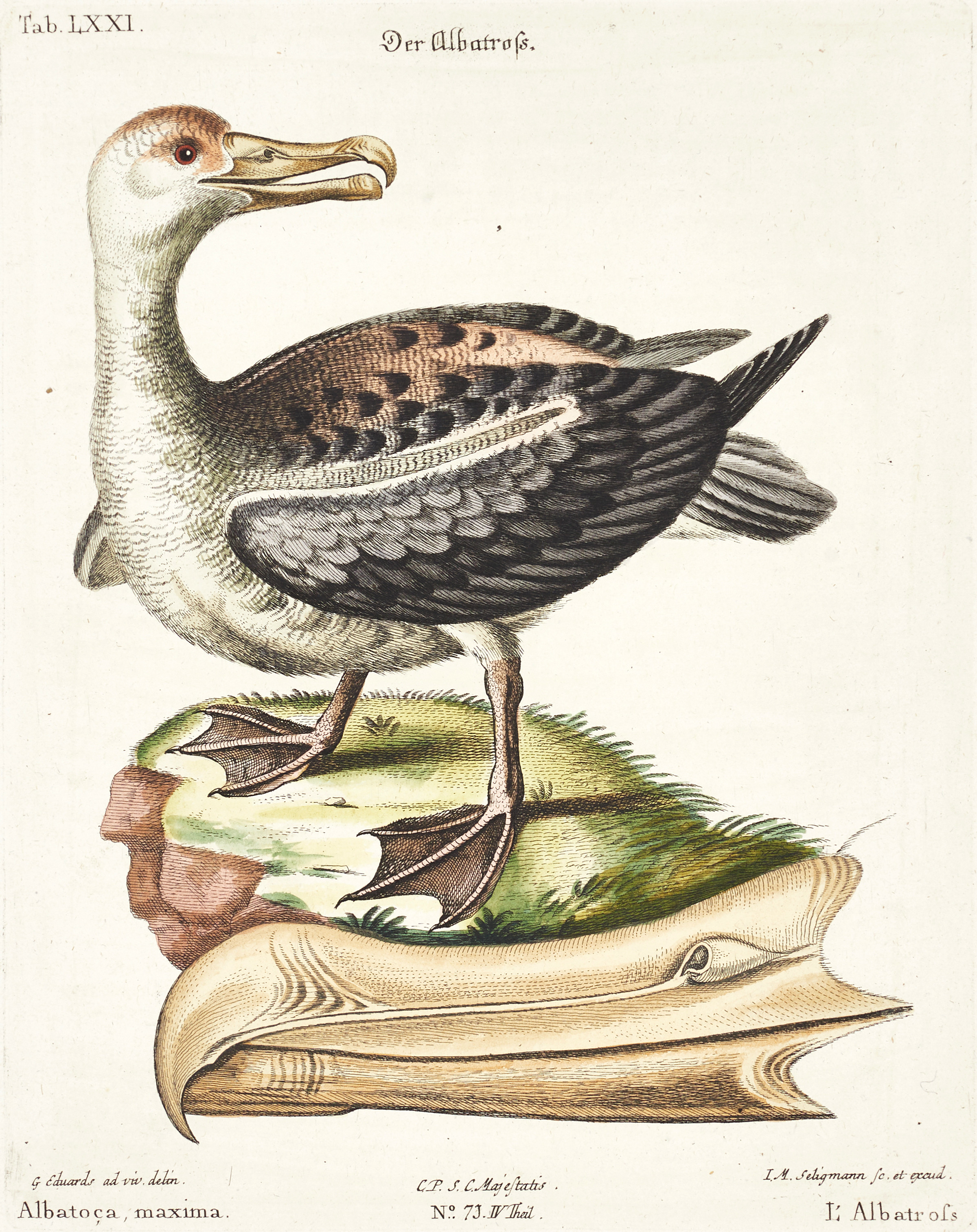 SELIGMANN, illustration ur "Sammlung verschiedener ausländischer und seltener Vögel", Nürnberg, 1749-1776.