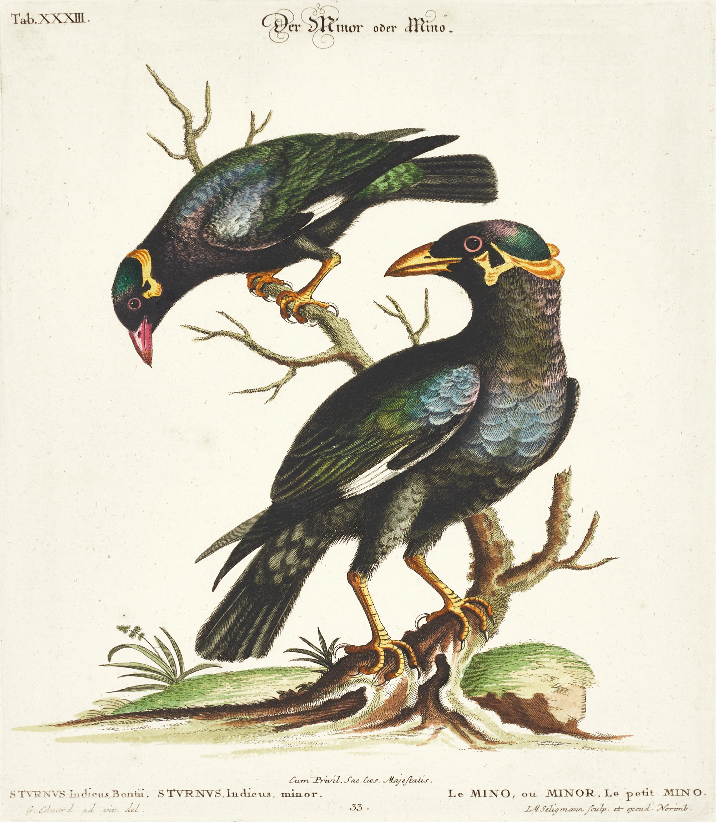 SELIGMANN, illustration ur "Sammlung verschiedener ausländischer und seltener Vögel", Nürnberg, 1749-1776.