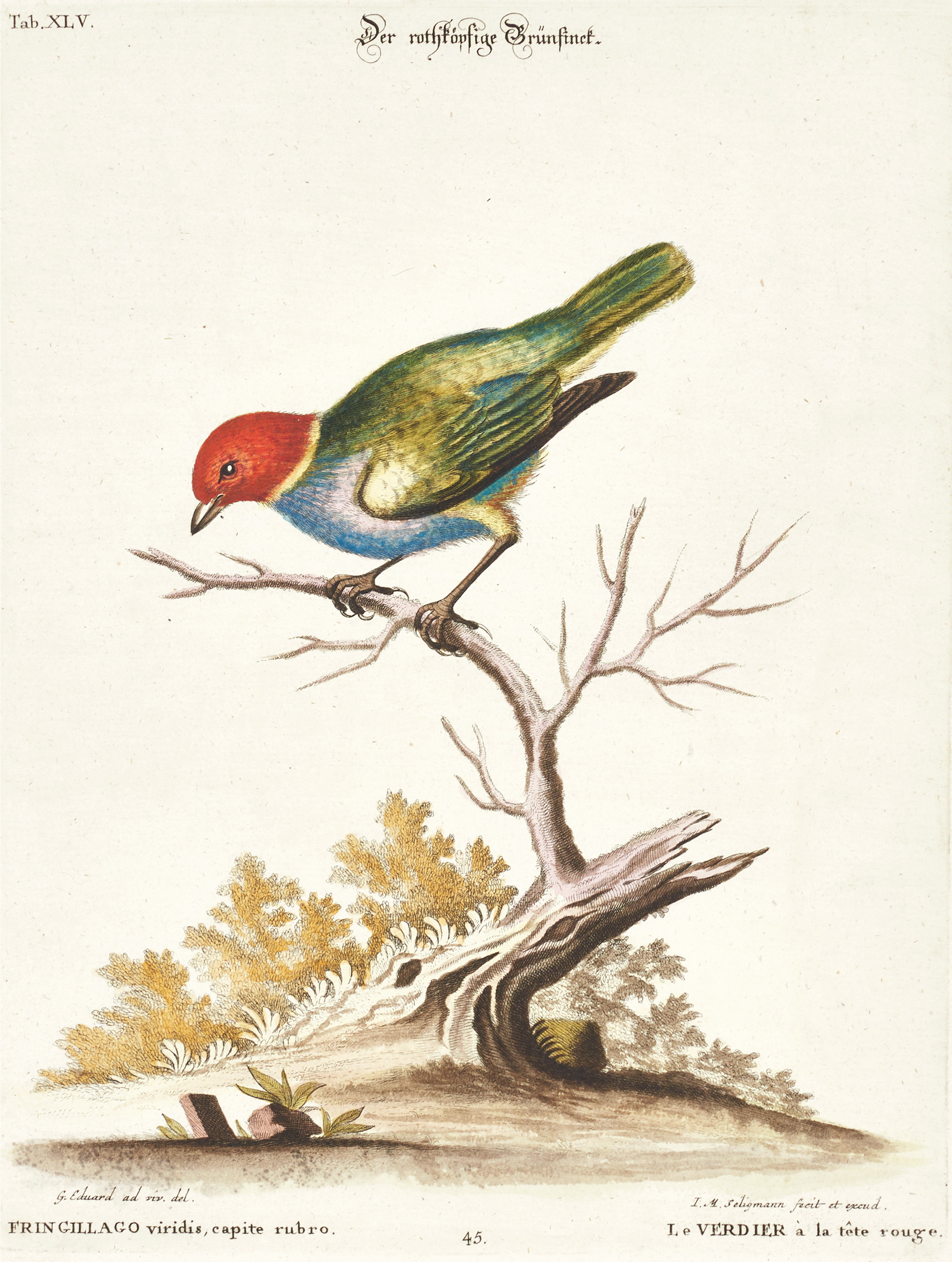 SELIGMANN, illustration ur "Sammlung verschiedener ausländischer und seltener Vögel", Nürnberg, 1749-1776.