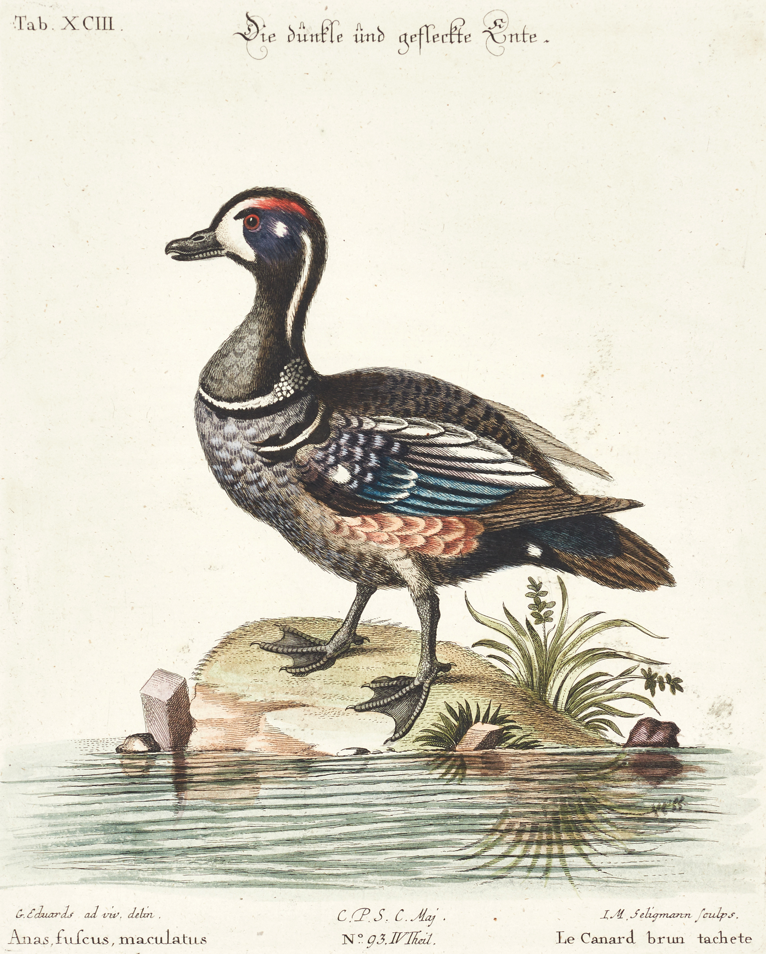 SELIGMANN, illustration ur "Sammlung verschiedener ausländischer und seltener Vögel", Nürnberg, 1749-1776.