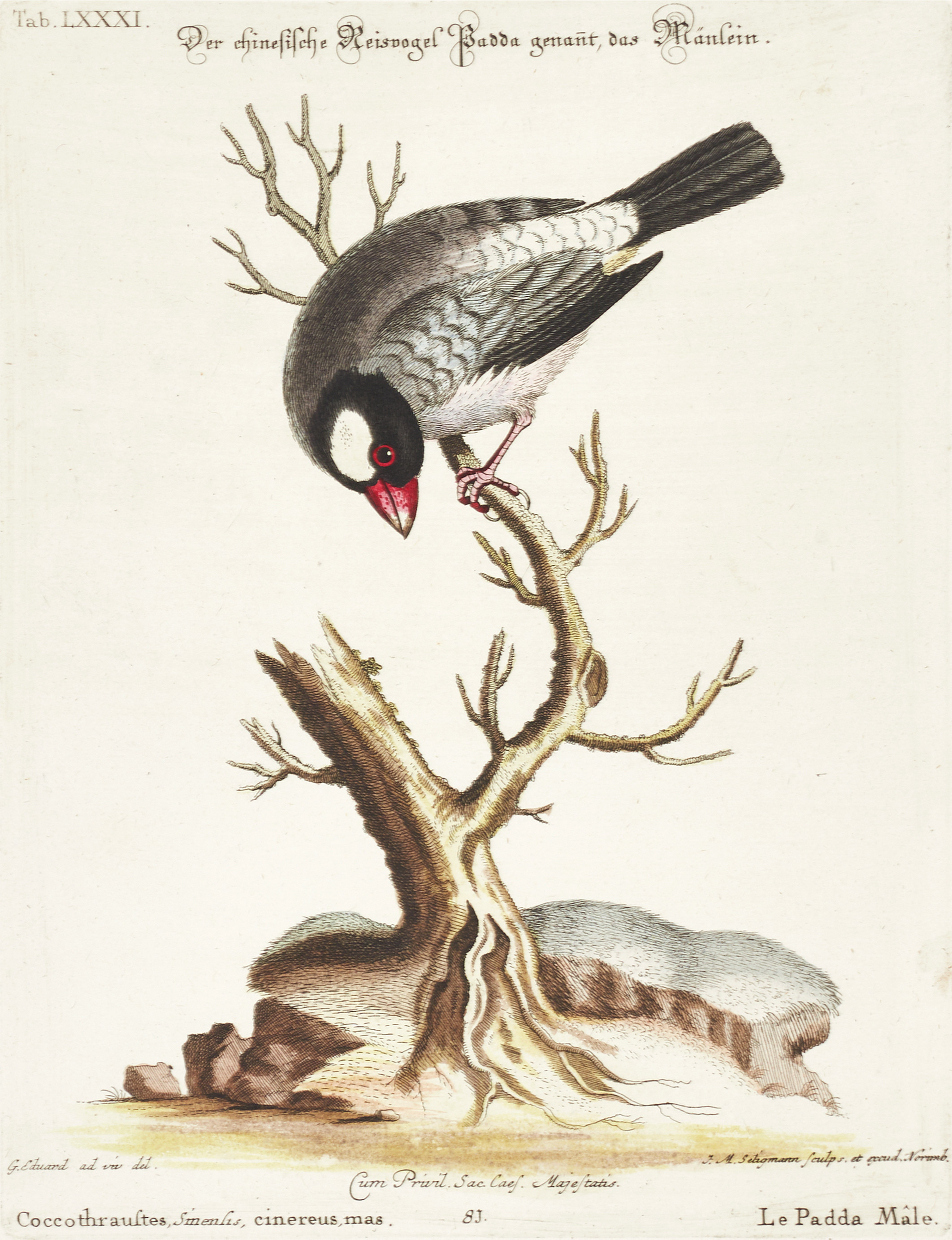 SELIGMANN, illustration ur "Sammlung verschiedener ausländischer und seltener Vögel", Nürnberg, 1749-1776.