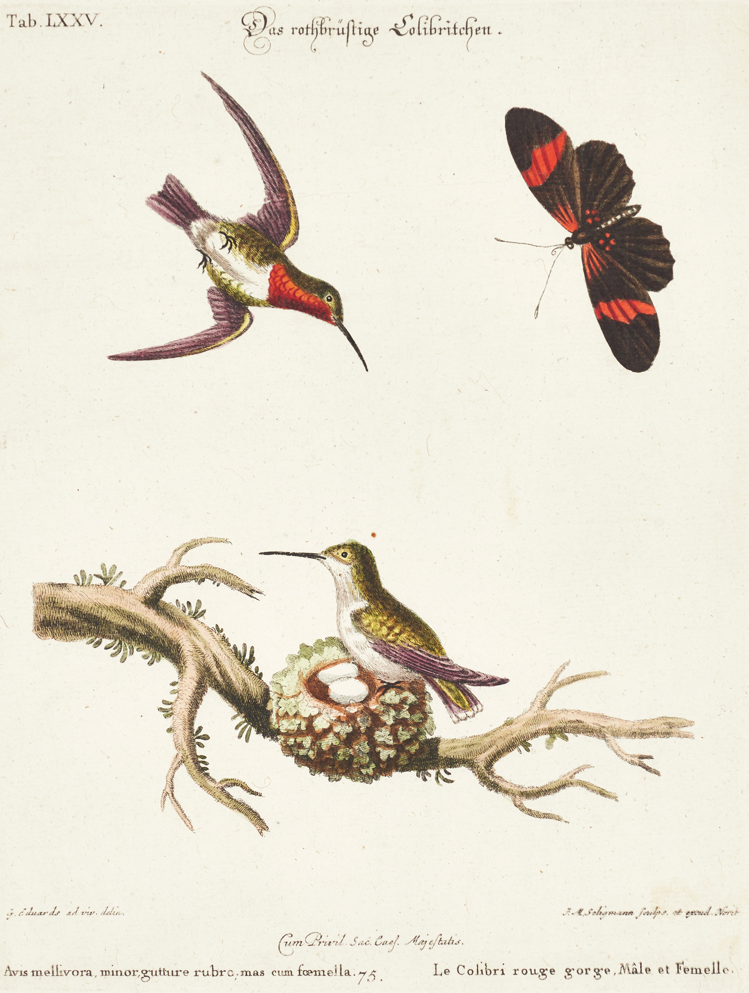SELIGMANN, illustration ur "Sammlung verschiedener ausländischer und seltener Vögel", Nürnberg, 1749-1776.