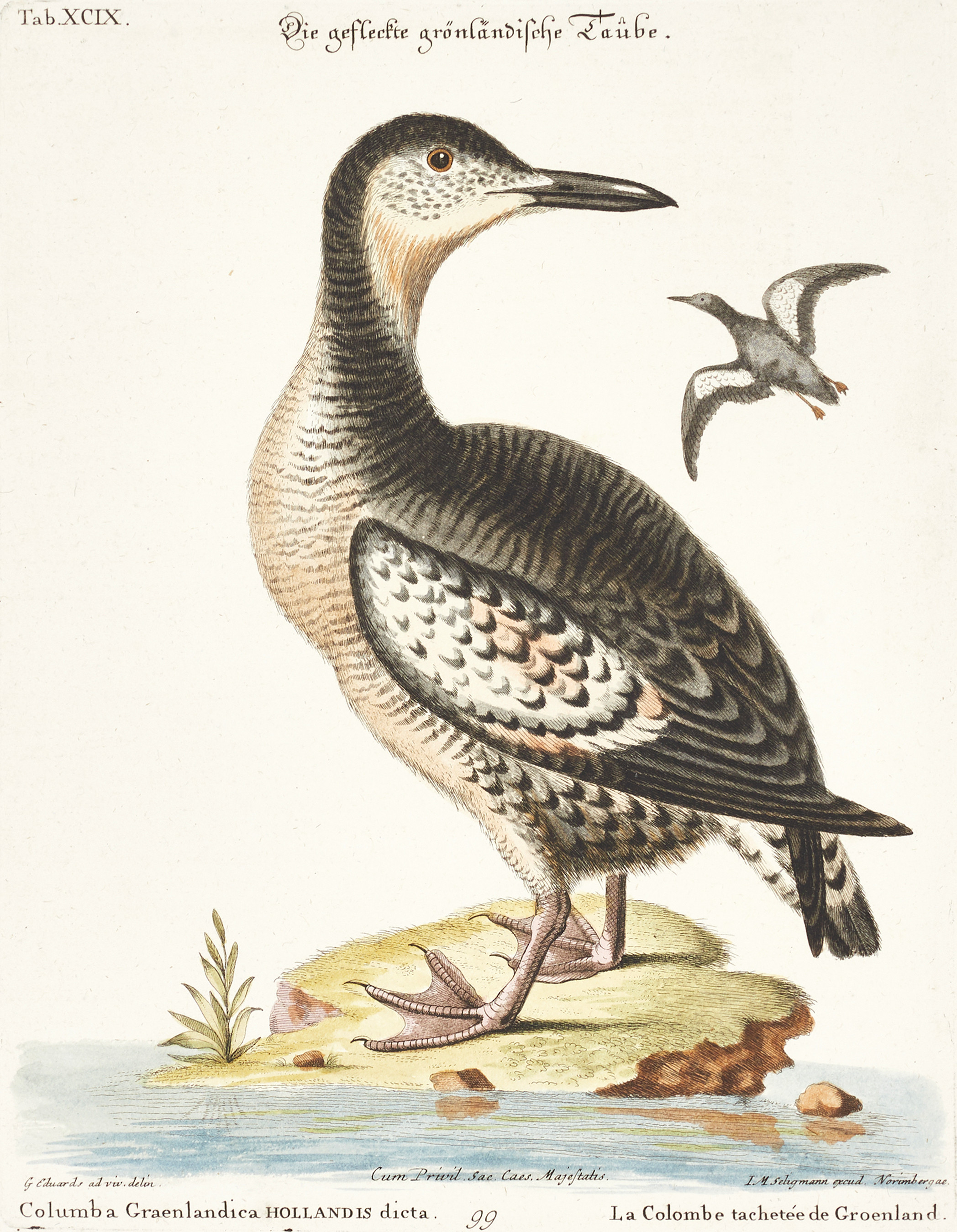 SELIGMANN, illustration ur "Sammlung verschiedener ausländischer und seltener Vögel", Nürnberg, 1749-1776.
