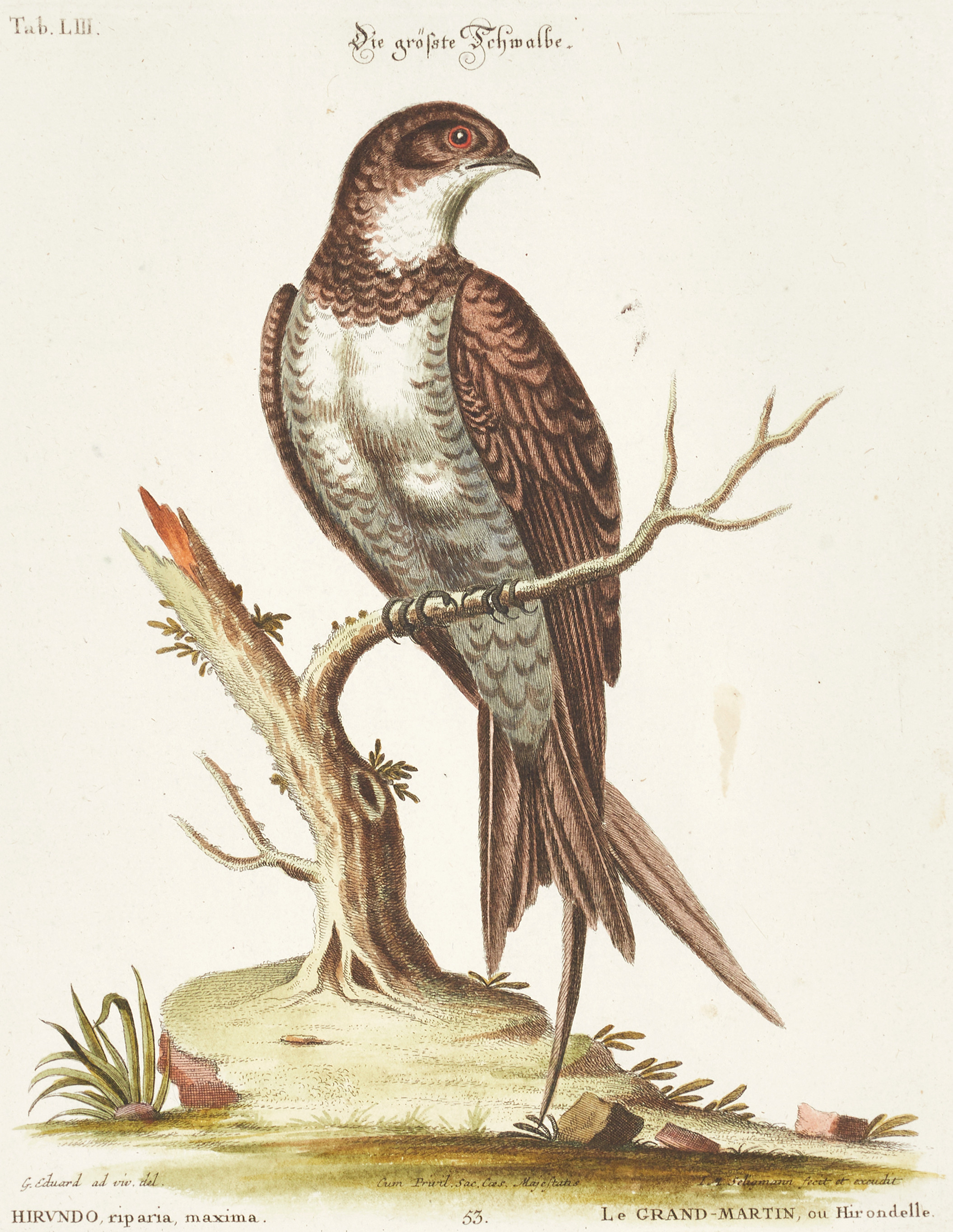 SELIGMANN, illustration ur "Sammlung verschiedener ausländischer und seltener Vögel", Nürnberg, 1749-1776.