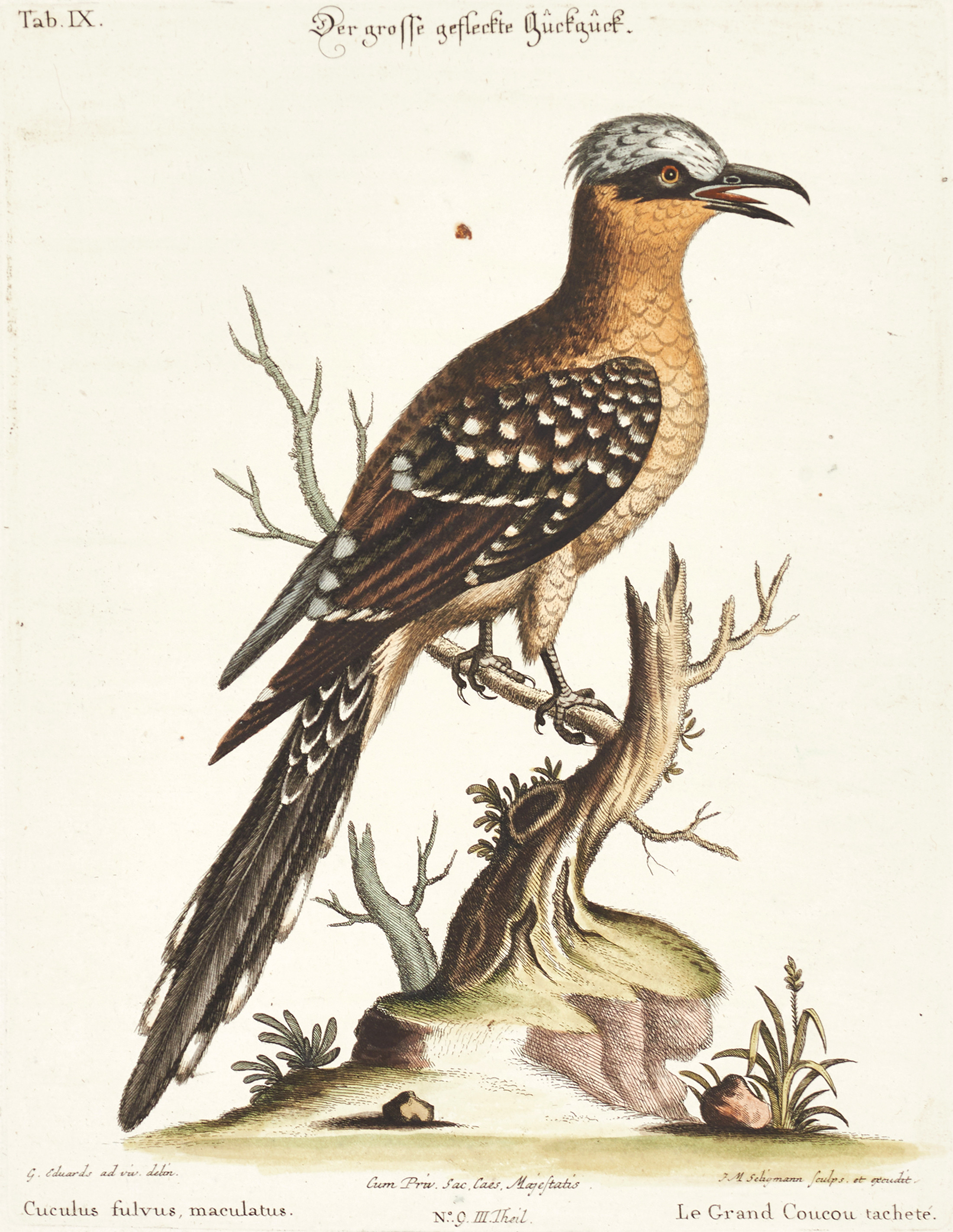 SELIGMANN, illustration ur "Sammlung verschiedener ausländischer und seltener Vögel", Nürnberg, 1749-1776.