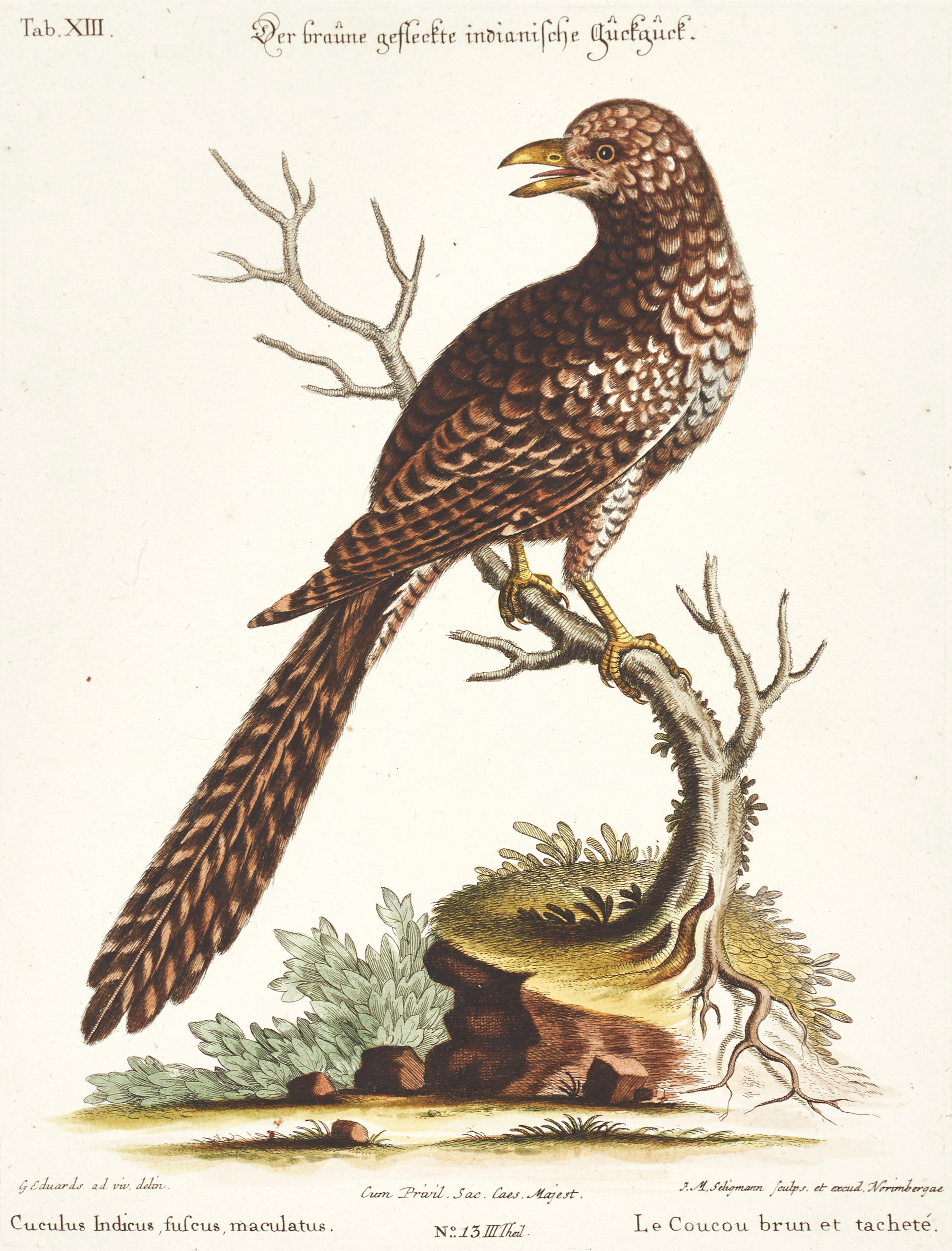 SELIGMANN, illustration ur "Sammlung verschiedener ausländischer und seltener Vögel", Nürnberg, 1749-1776.