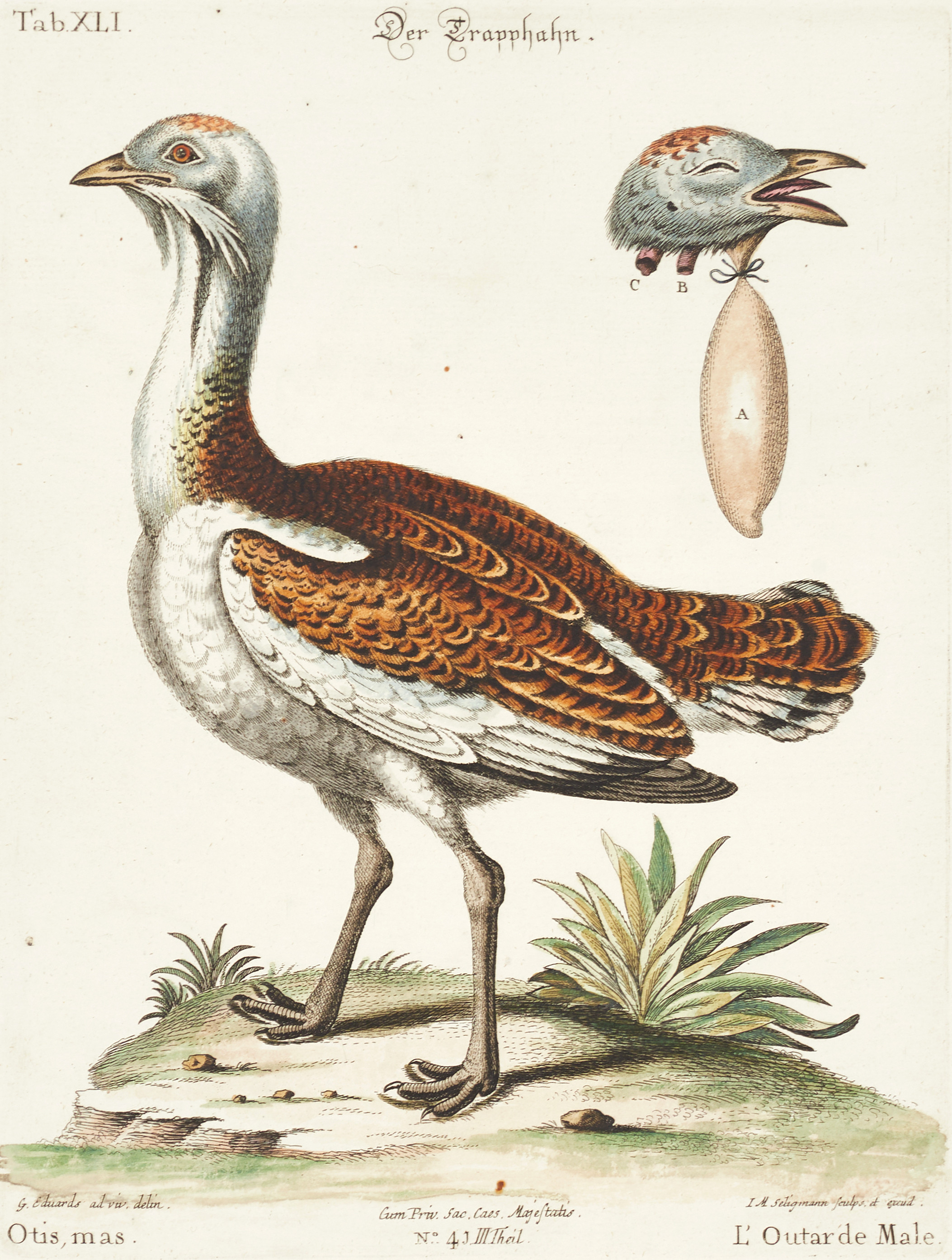 SELIGMANN, illustration ur "Sammlung verschiedener ausländischer und seltener Vögel", Nürnberg, 1749-1776.