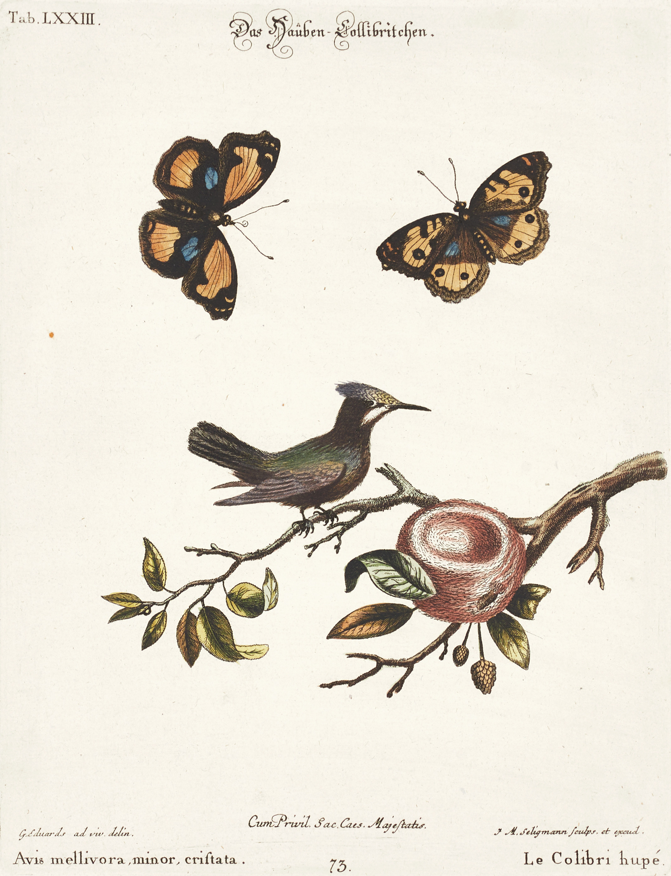 SELIGMANN, illustration ur "Sammlung verschiedener ausländischer und seltener Vögel", Nürnberg, 1749-1776.