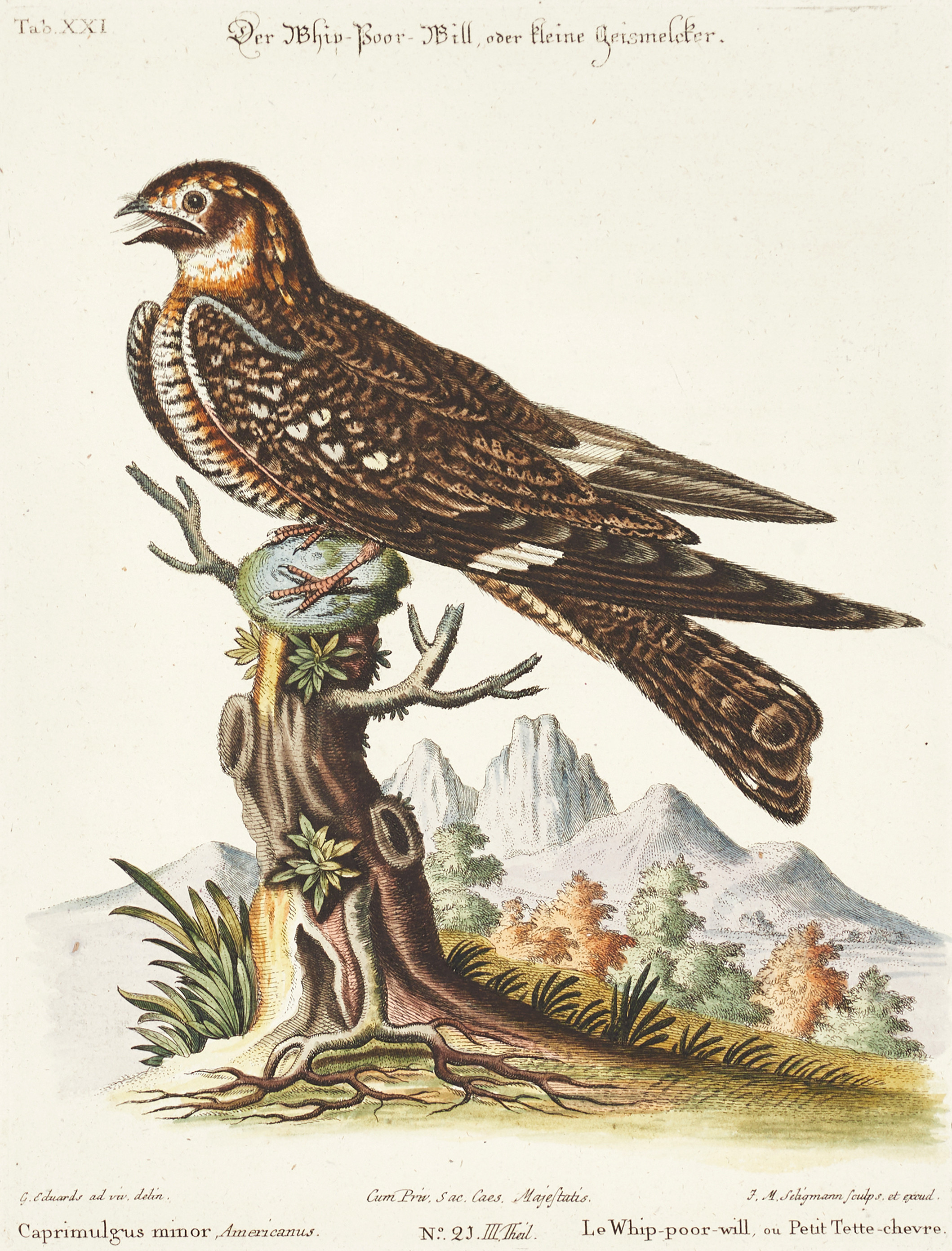 SELIGMANN, illustration ur "Sammlung verschiedener ausländischer und seltener Vögel", Nürnberg, 1749-1776.