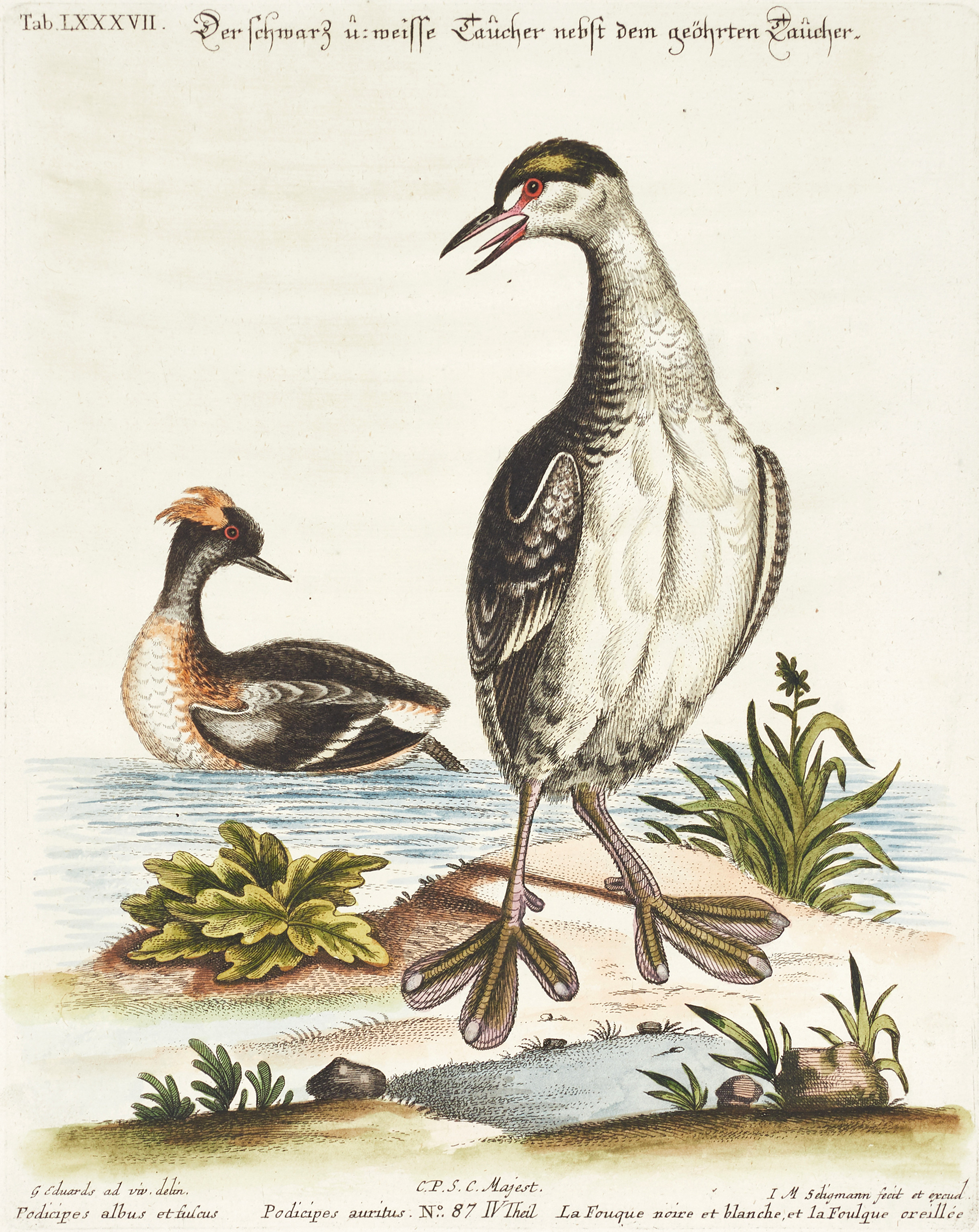 SELIGMANN, illustration ur "Sammlung verschiedener ausländischer und seltener Vögel", Nürnberg, 1749-1776.