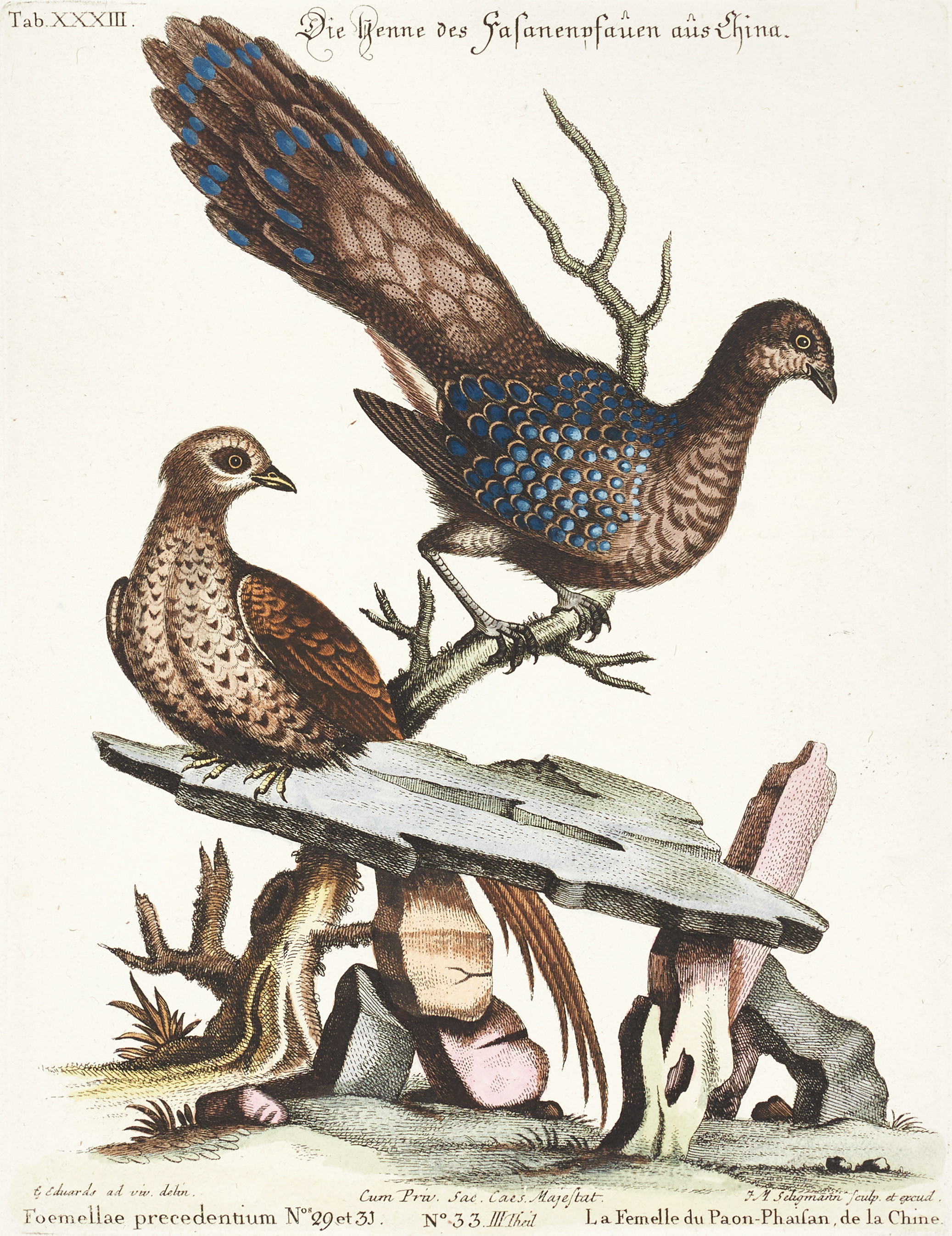 SELIGMANN, illustration ur "Sammlung verschiedener ausländischer und seltener Vögel", Nürnberg, 1749-1776.