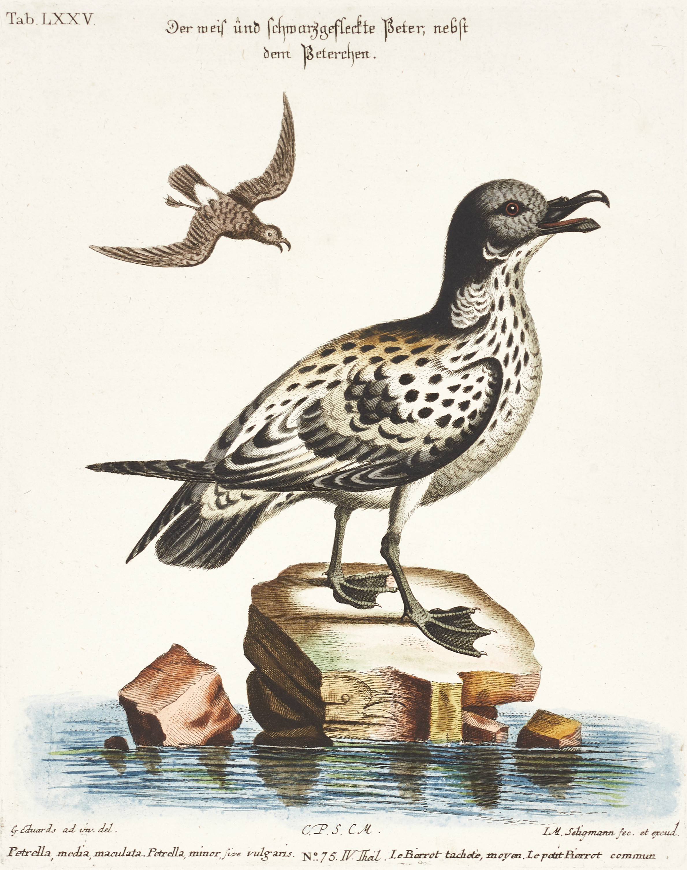 SELIGMANN, illustration ur "Sammlung verschiedener ausländischer und seltener Vögel", Nürnberg, 1749-1776.