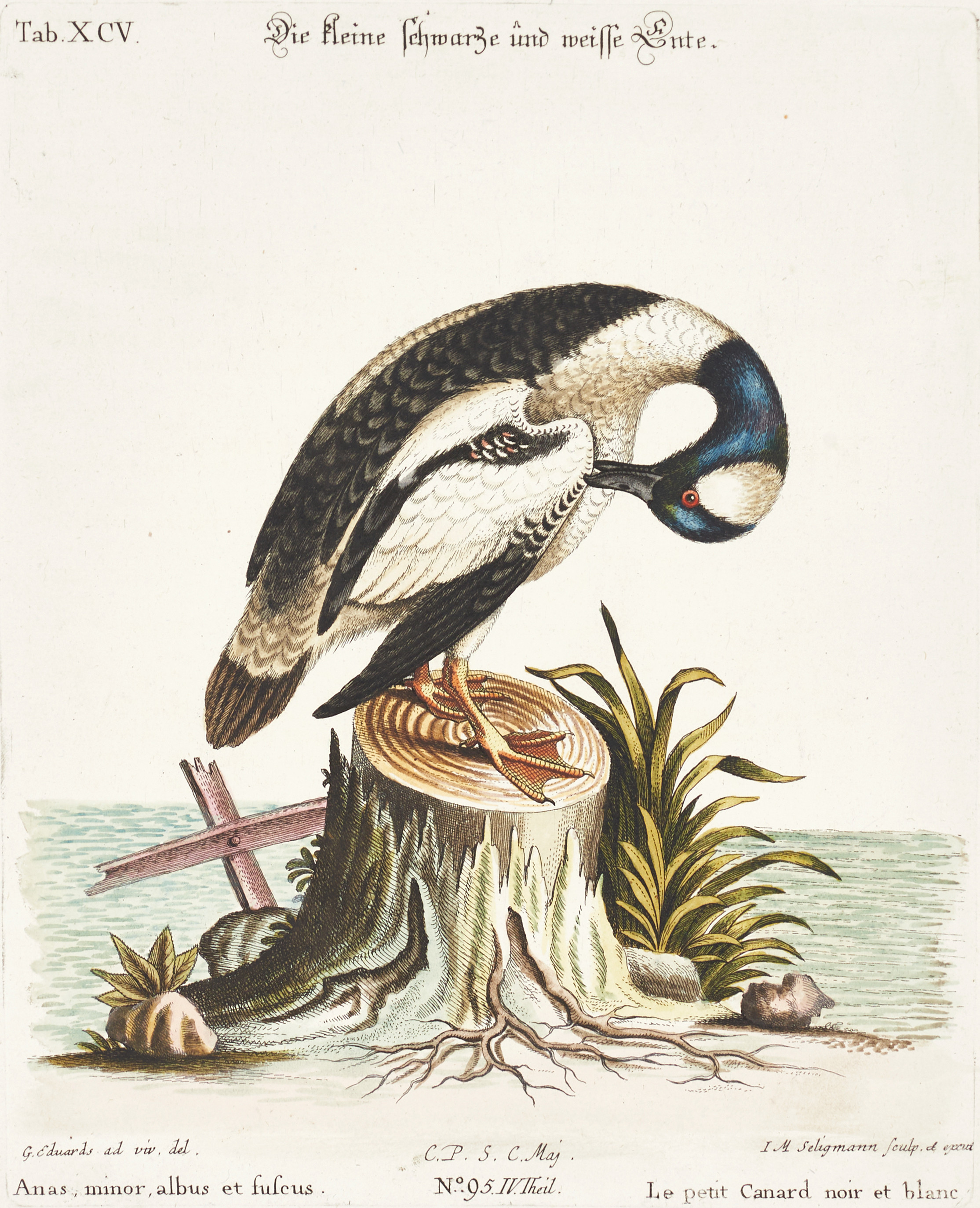 SELIGMANN, illustration ur "Sammlung verschiedener ausländischer und seltener Vögel", Nürnberg, 1749-1776.