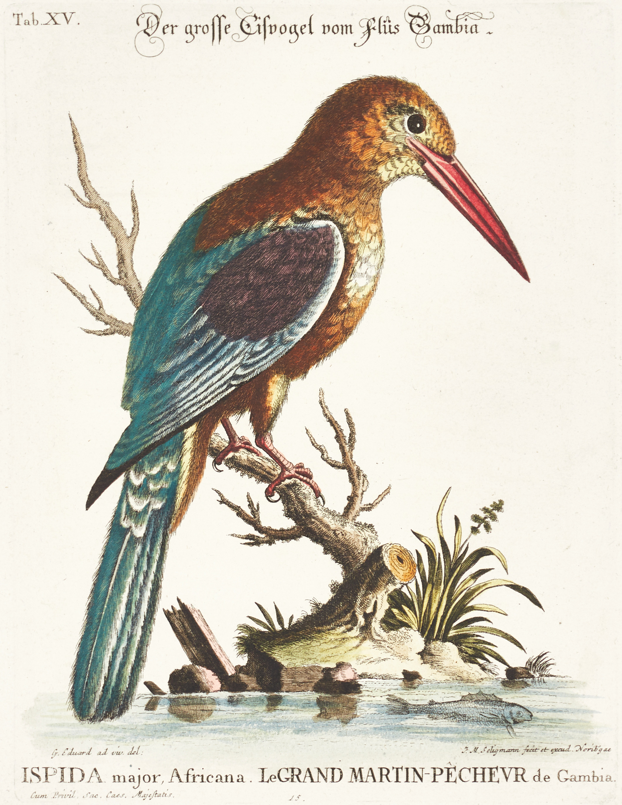 SELIGMANN, illustration ur "Sammlung verschiedener ausländischer und seltener Vögel", Nürnberg, 1749-1776.