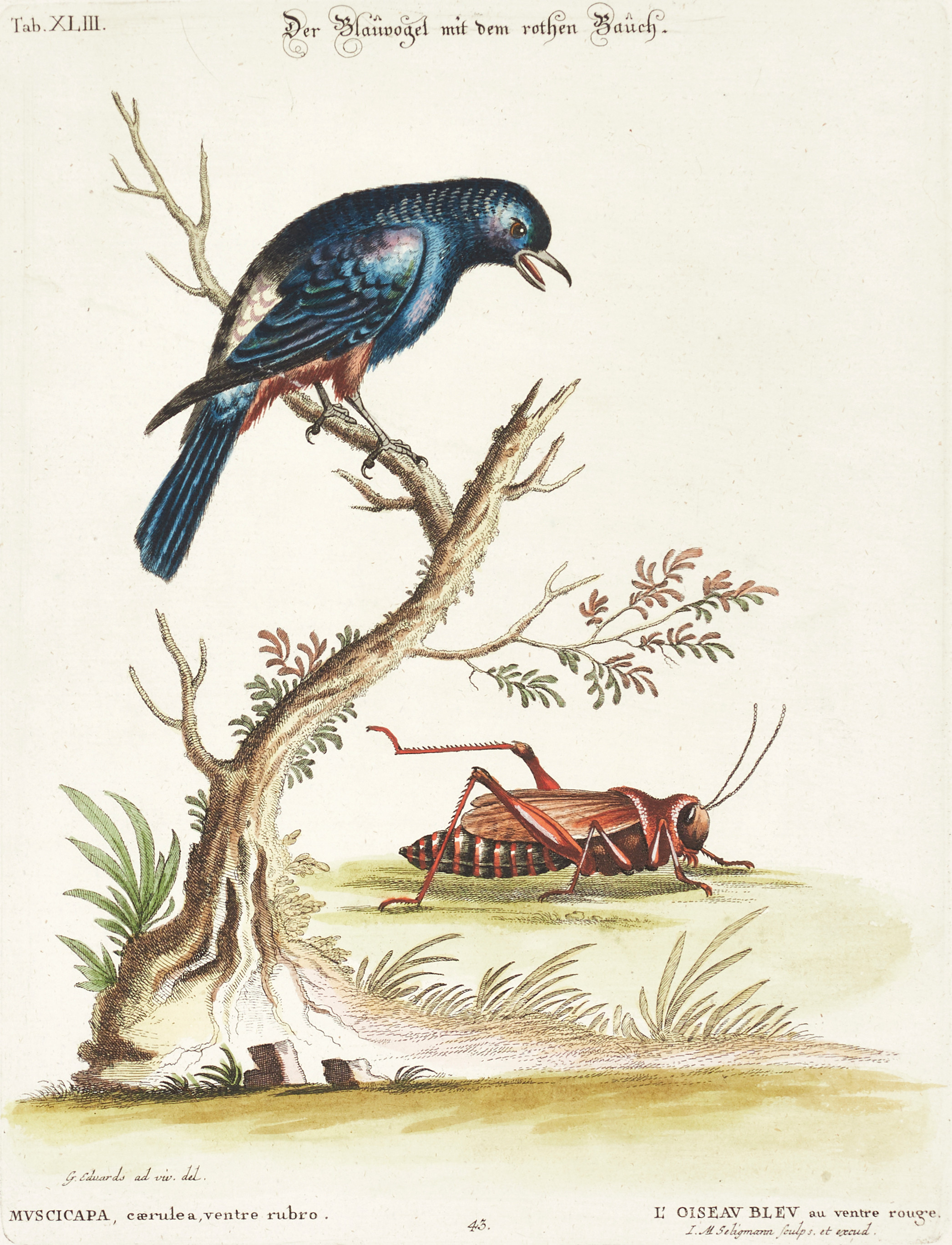 SELIGMANN, illustration ur "Sammlung verschiedener ausländischer und seltener Vögel", Nürnberg, 1749-1776.