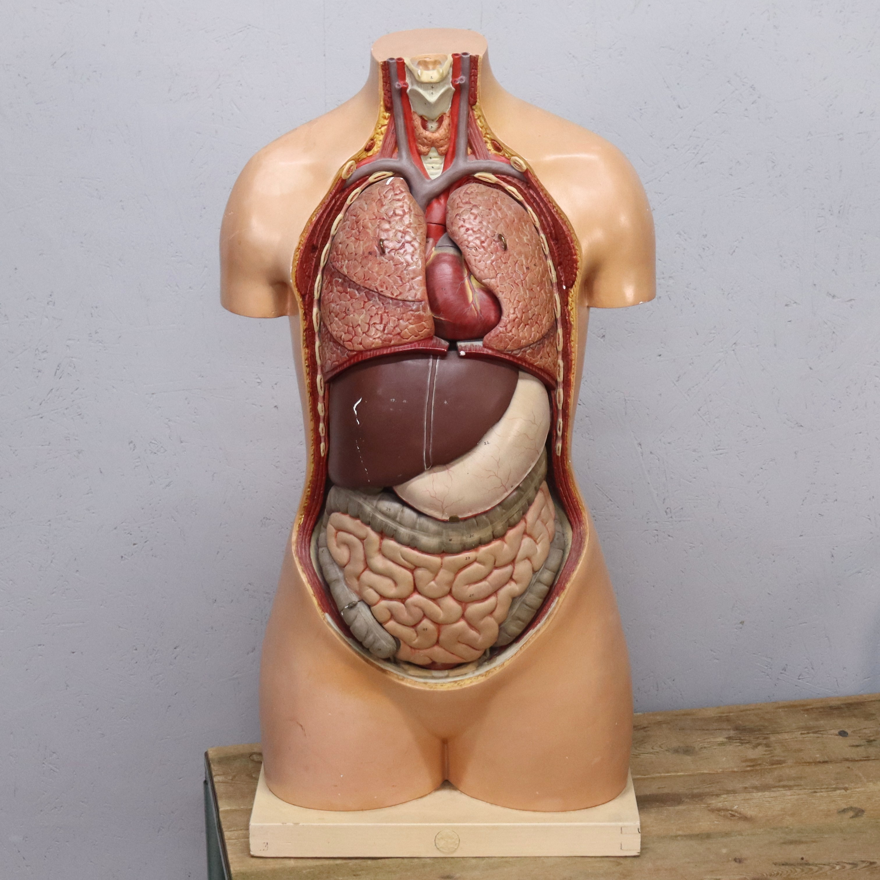 ANATOMISK MODELL, Somso, plast och gips, 1900-talets andra hälft.