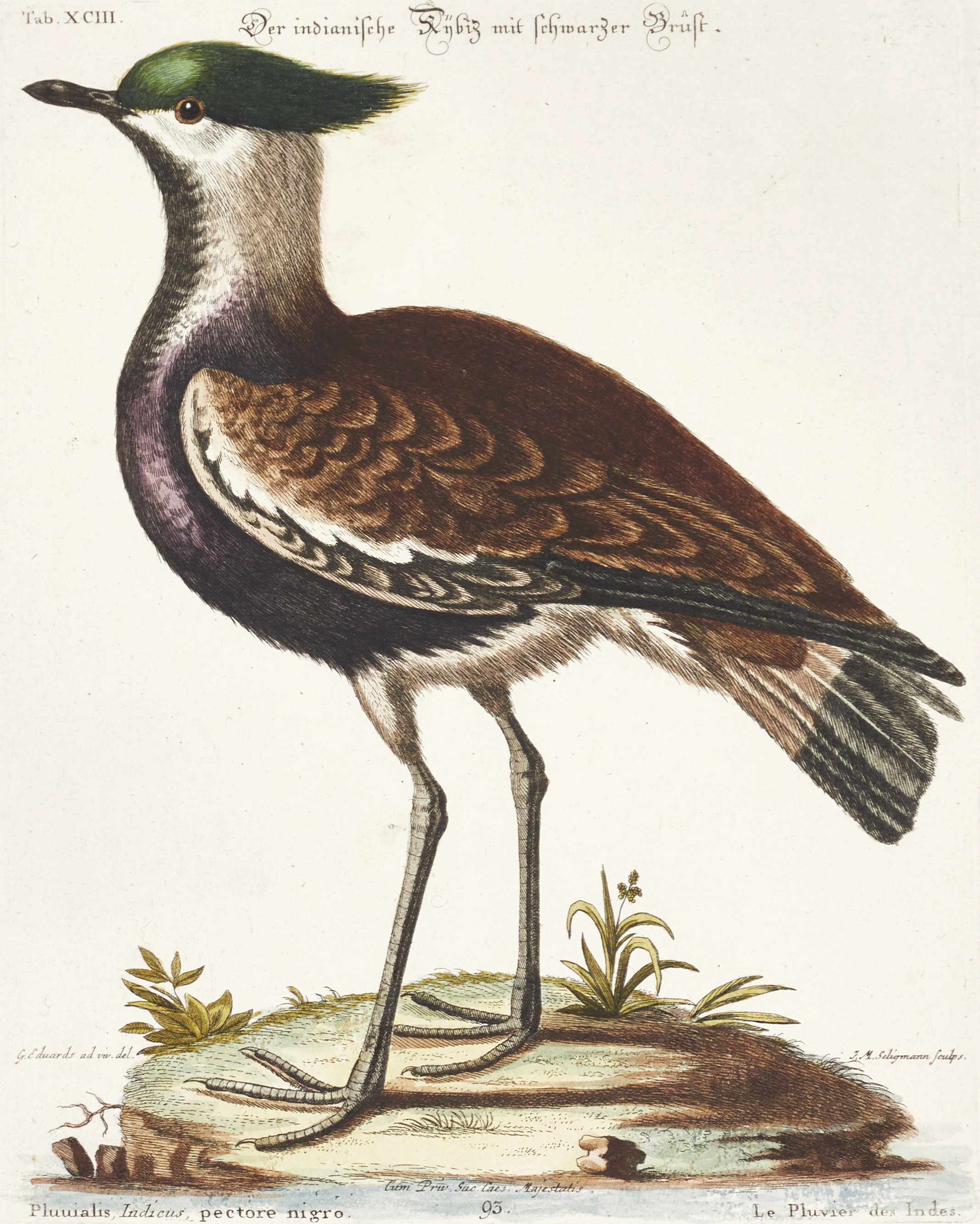 SELIGMANN, illustration ur "Sammlung verschiedener ausländischer und seltener Vögel", Nürnberg, 1749-1776.