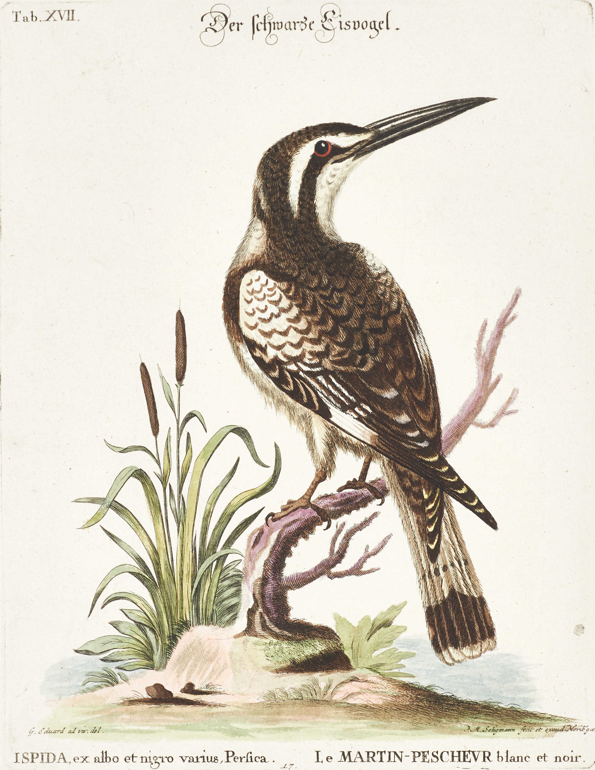 SELIGMANN, illustration ur "Sammlung verschiedener ausländischer und seltener Vögel", Nürnberg, 1749-1776.