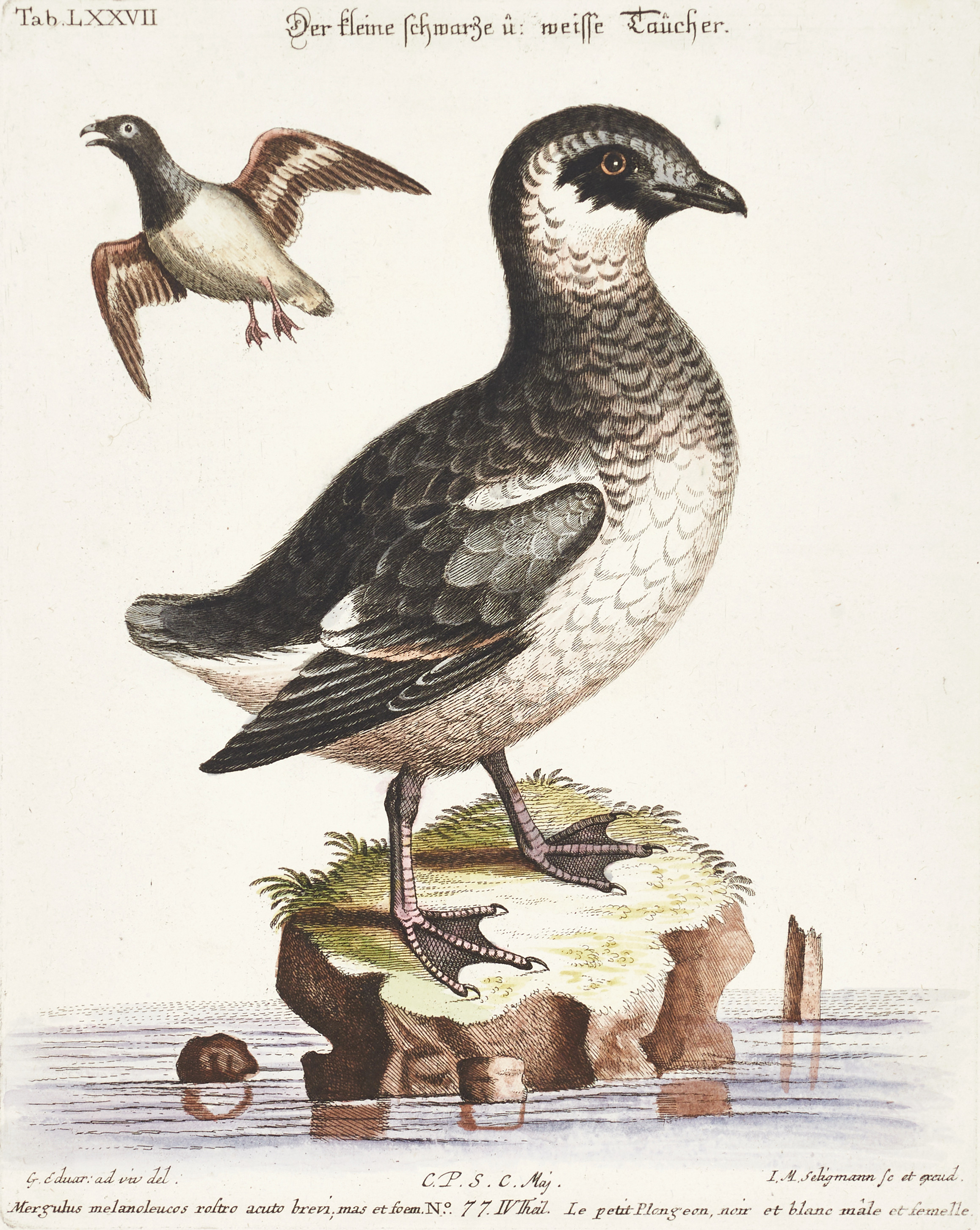 SELIGMANN, illustration ur "Sammlung verschiedener ausländischer und seltener Vögel", Nürnberg, 1749-1776.