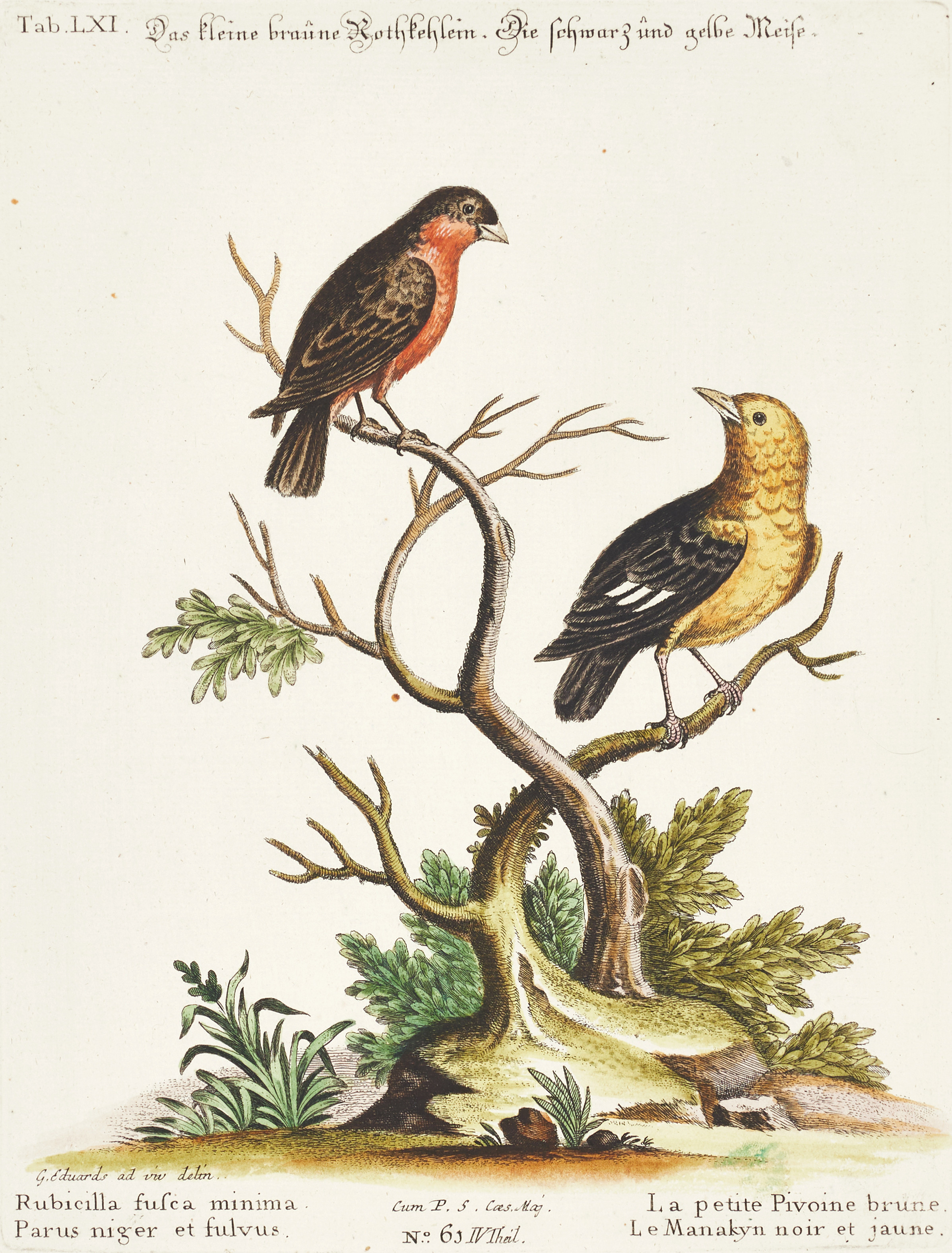 SELIGMANN, illustration ur "Sammlung verschiedener ausländischer und seltener Vögel", Nürnberg, 1749-1776.
