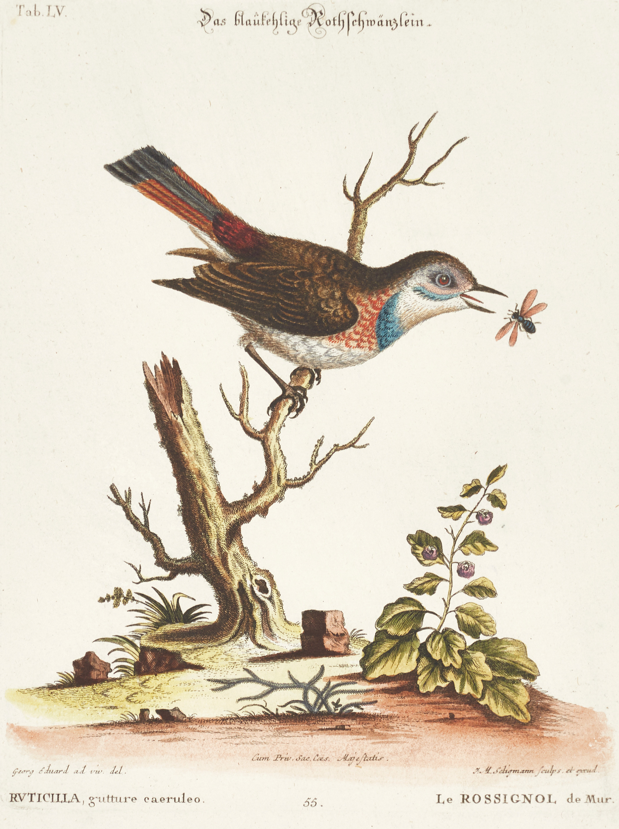 SELIGMANN, illustration ur "Sammlung verschiedener ausländischer und seltener Vögel", Nürnberg, 1749-1776.