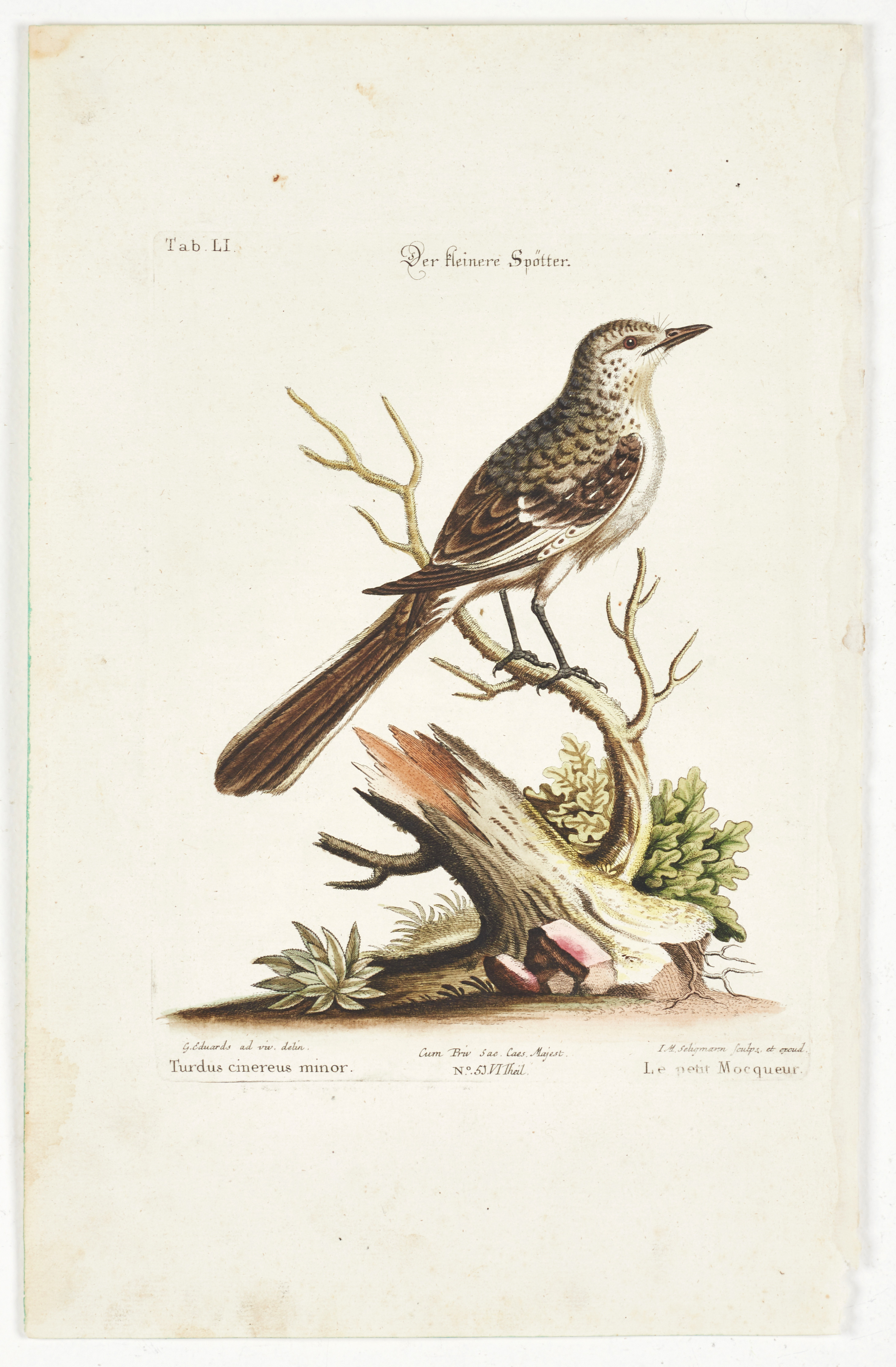 SELIGMANN, illustration ur "Sammlung verschiedener ausländischer und seltener Vögel", Nürnberg, 1749-1776.