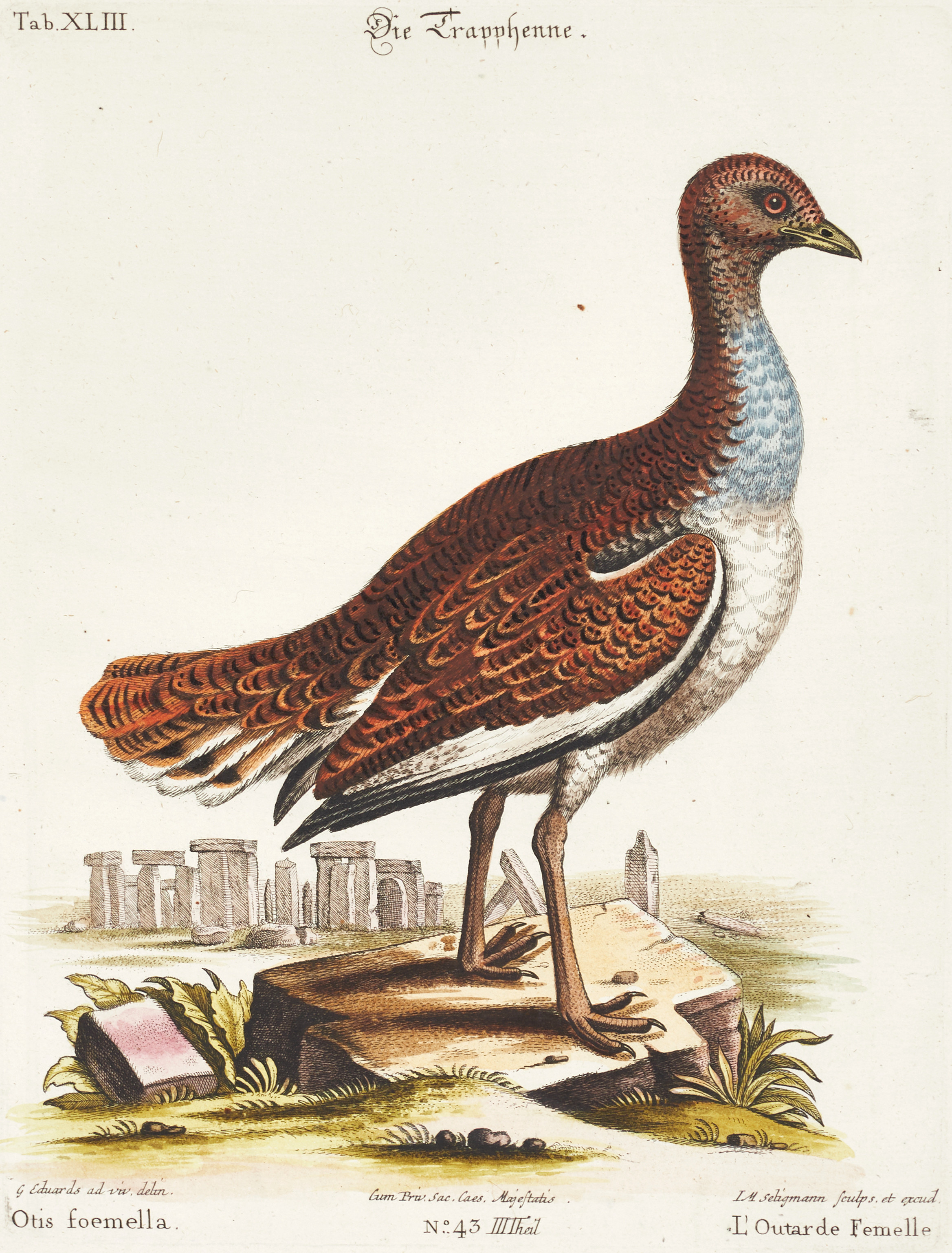 SELIGMANN, illustration ur "Sammlung verschiedener ausländischer und seltener Vögel", Nürnberg, 1749-1776.