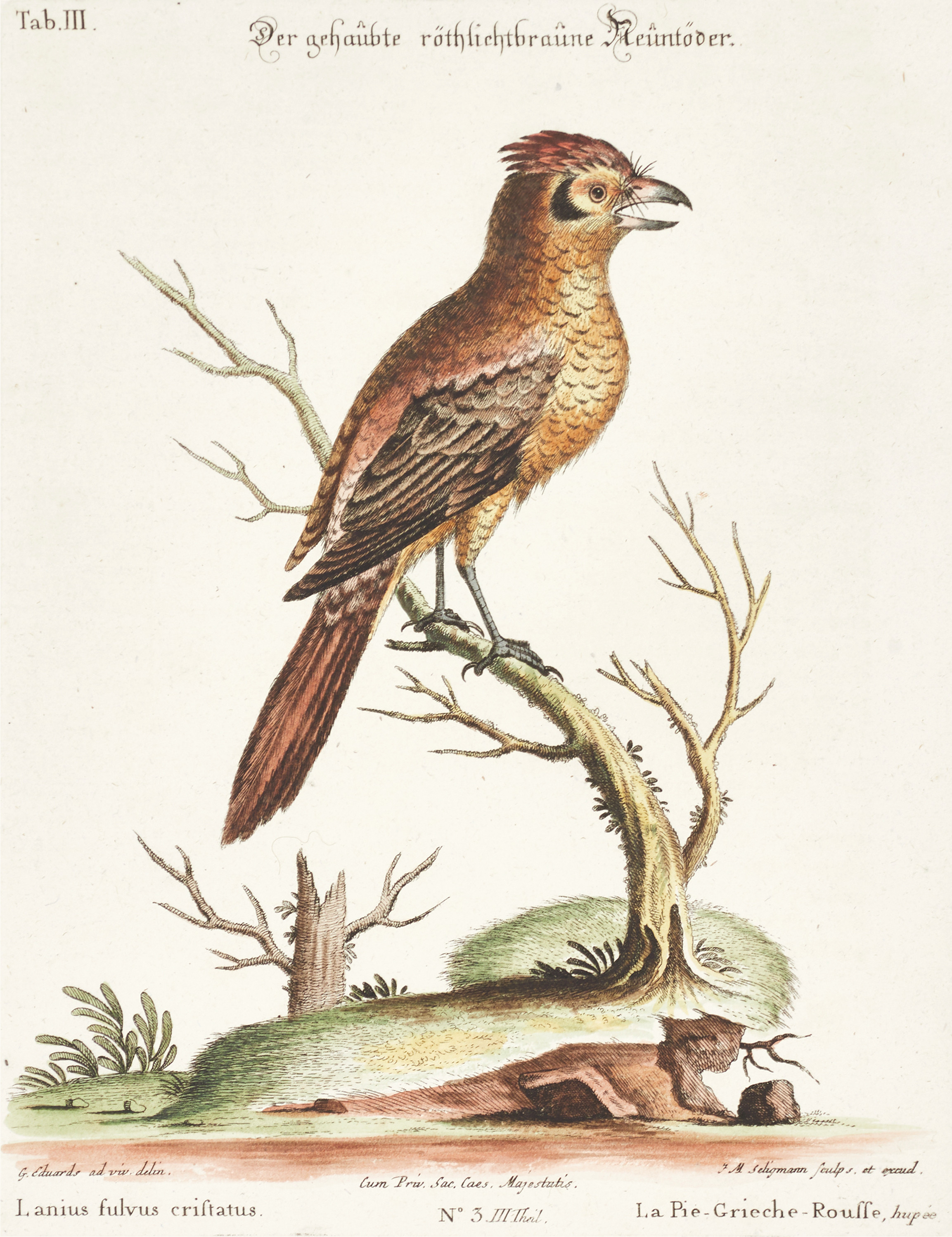 SELIGMANN, illustration ur "Sammlung verschiedener ausländischer und seltener Vögel", Nürnberg, 1749-1776.