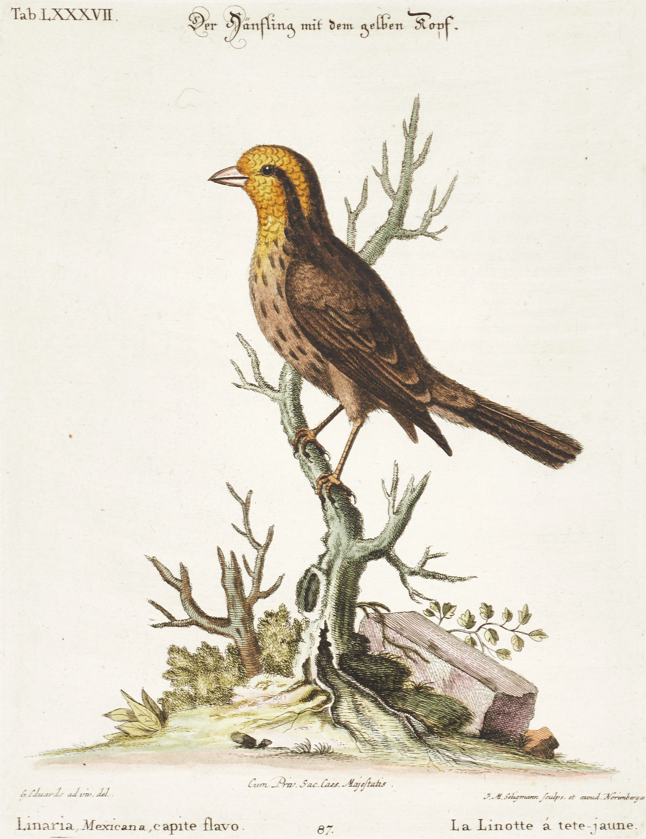 SELIGMANN, illustration ur "Sammlung verschiedener ausländischer und seltener Vögel", Nürnberg, 1749-1776.
