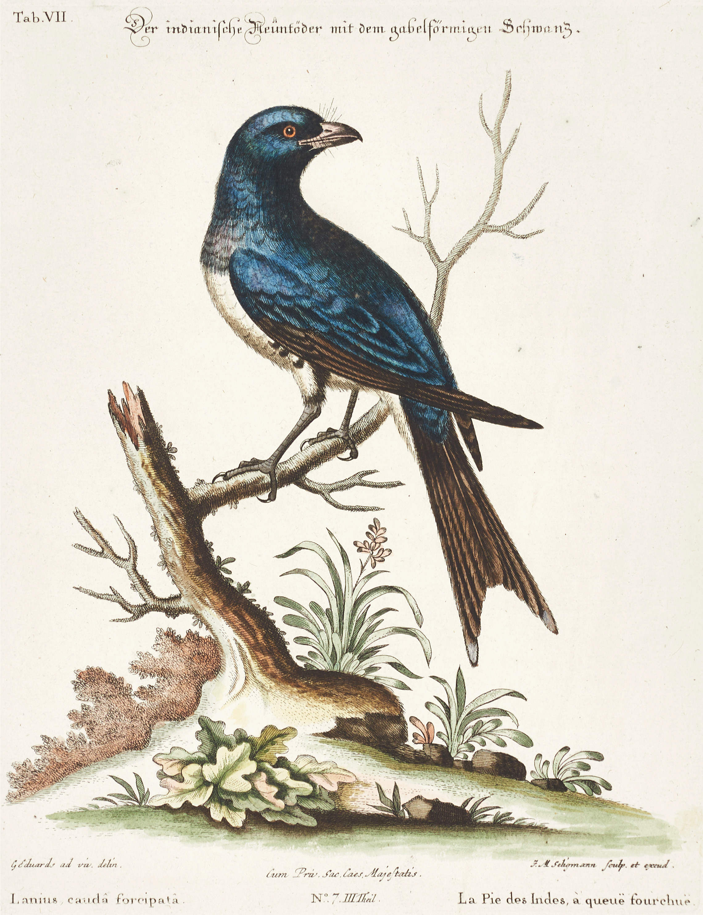 SELIGMANN, illustration ur "Sammlung verschiedener ausländischer und seltener Vögel", Nürnberg, 1749-1776.