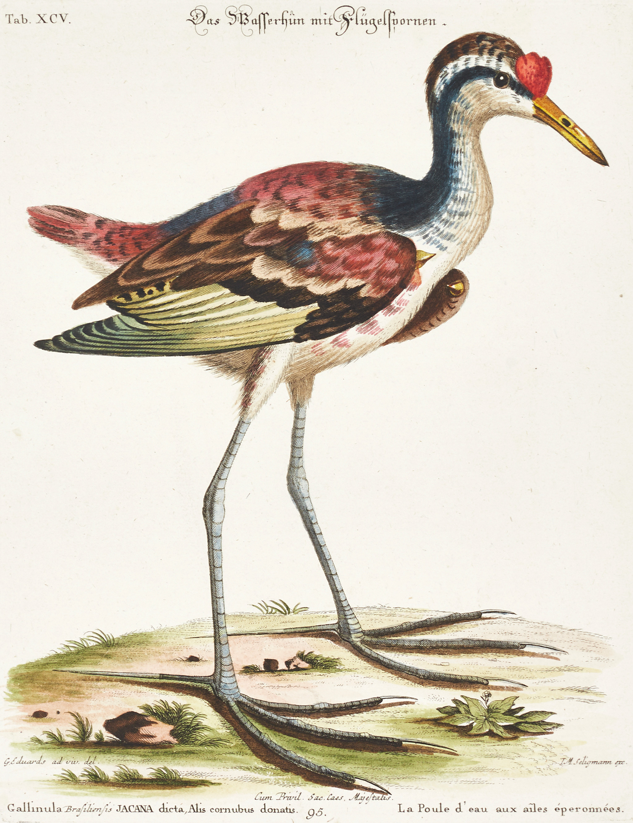 SELIGMANN, illustration ur "Sammlung verschiedener ausländischer und seltener Vögel", Nürnberg, 1749-1776.