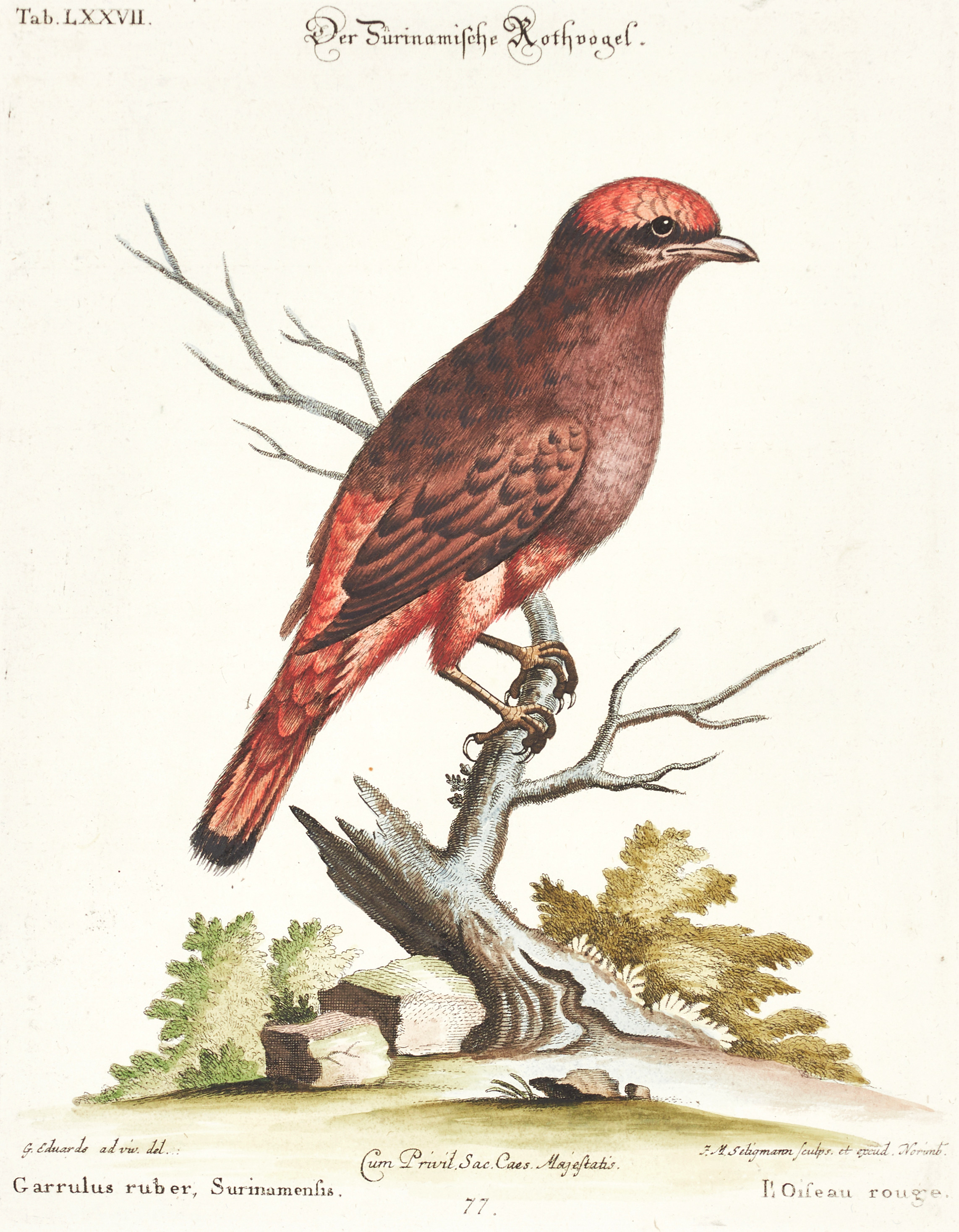 SELIGMANN, illustration ur "Sammlung verschiedener ausländischer und seltener Vögel", Nürnberg, 1749-1776.