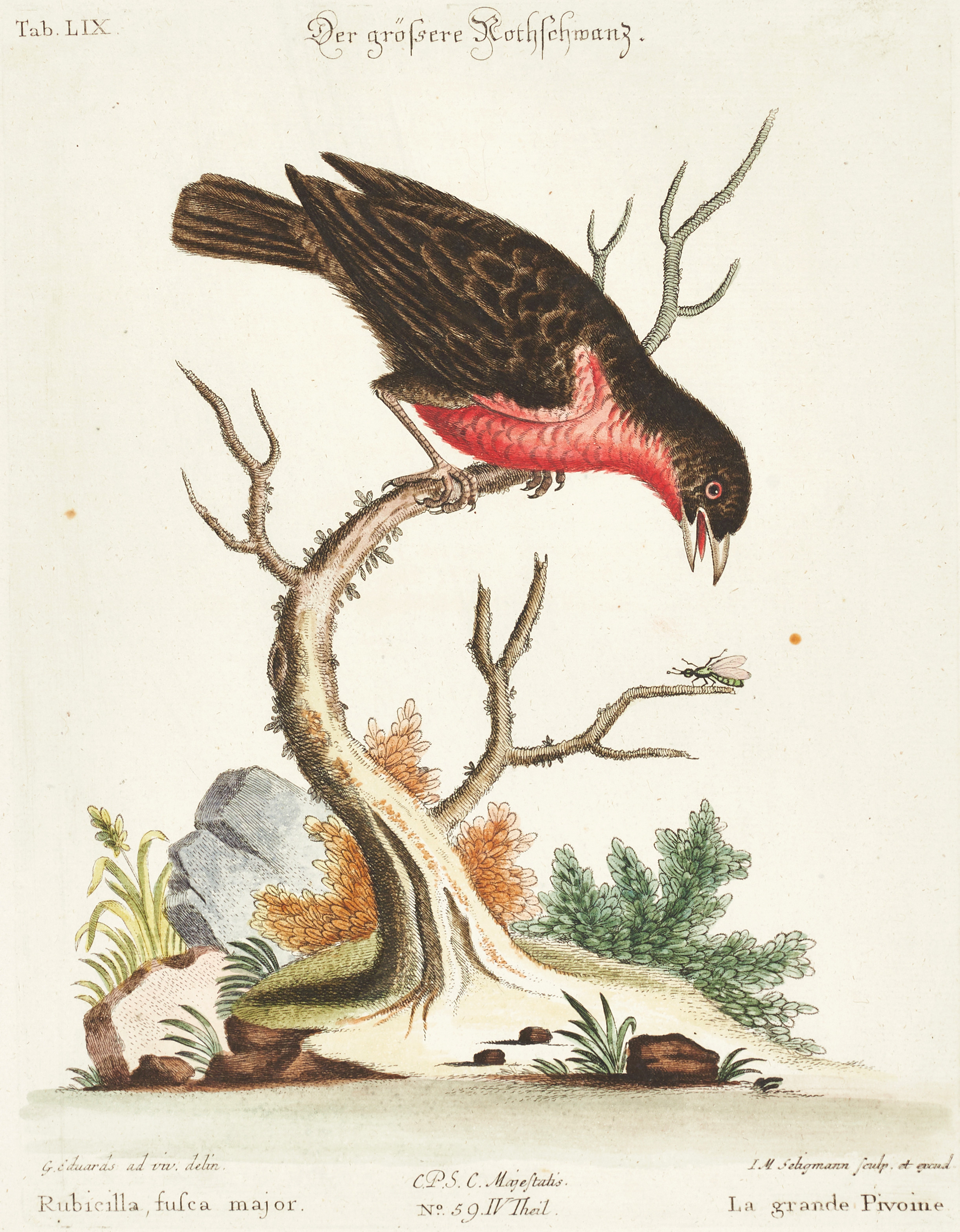 SELIGMANN, illustration ur "Sammlung verschiedener ausländischer und seltener Vögel", Nürnberg, 1749-1776.