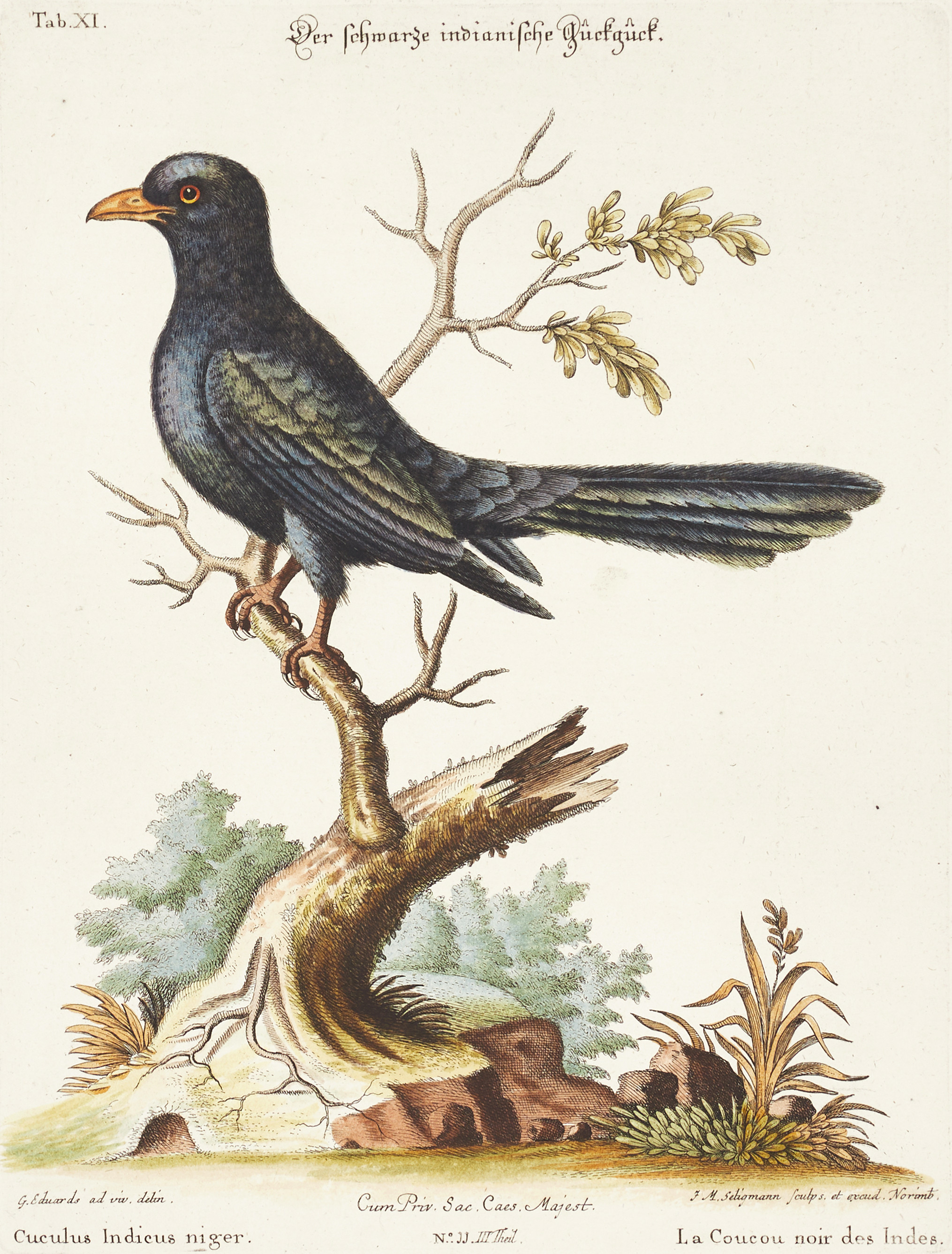 SELIGMANN, illustration ur "Sammlung verschiedener ausländischer und seltener Vögel", Nürnberg, 1749-1776.