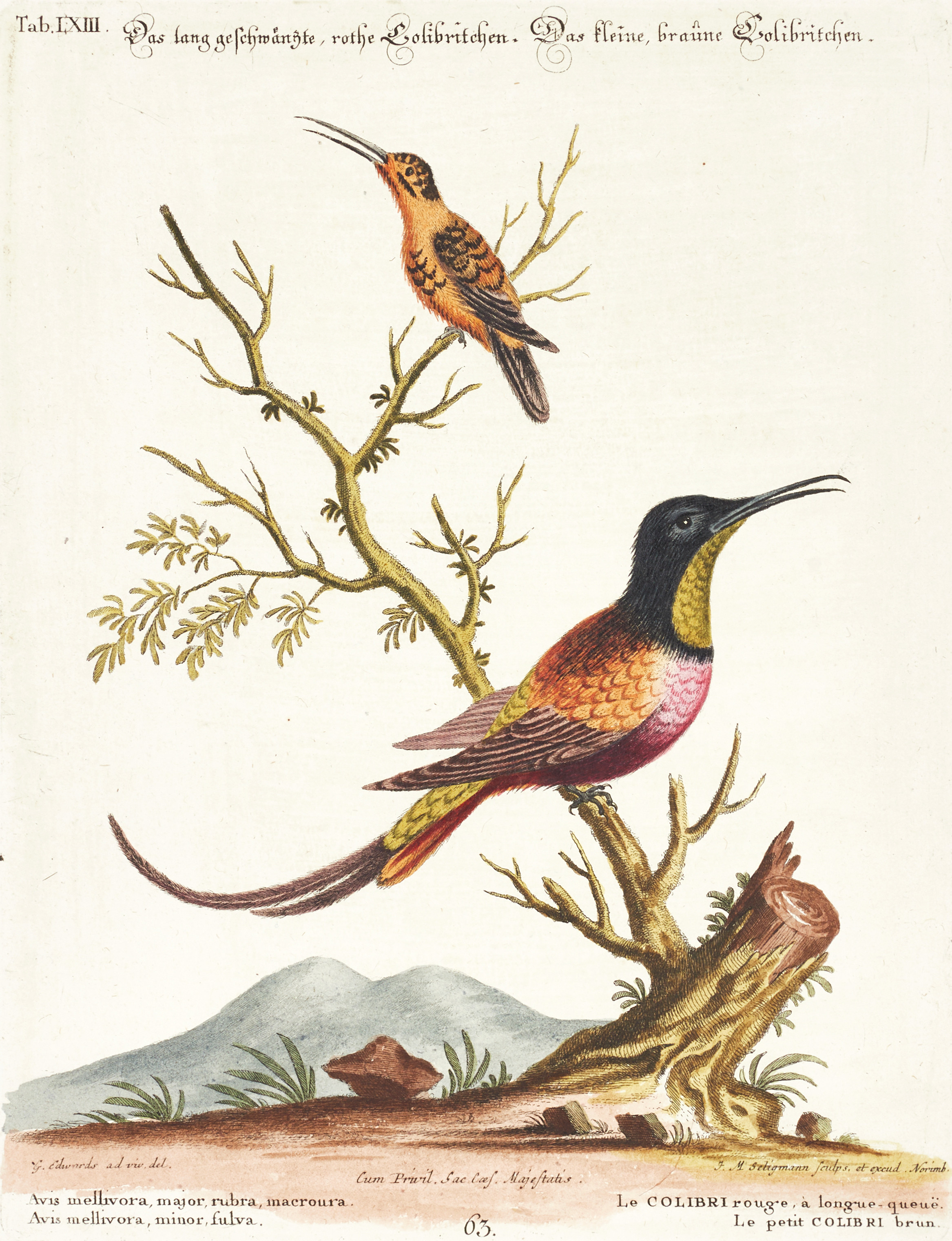 SELIGMANN, illustration ur "Sammlung verschiedener ausländischer und seltener Vögel", Nürnberg, 1749-1776.