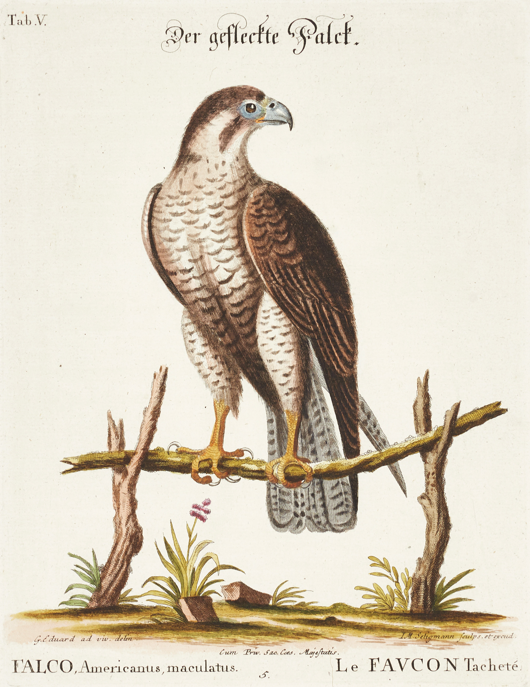 SELIGMANN, illustration ur "Sammlung verschiedener ausländischer und seltener Vögel", Nürnberg, 1749-1776.