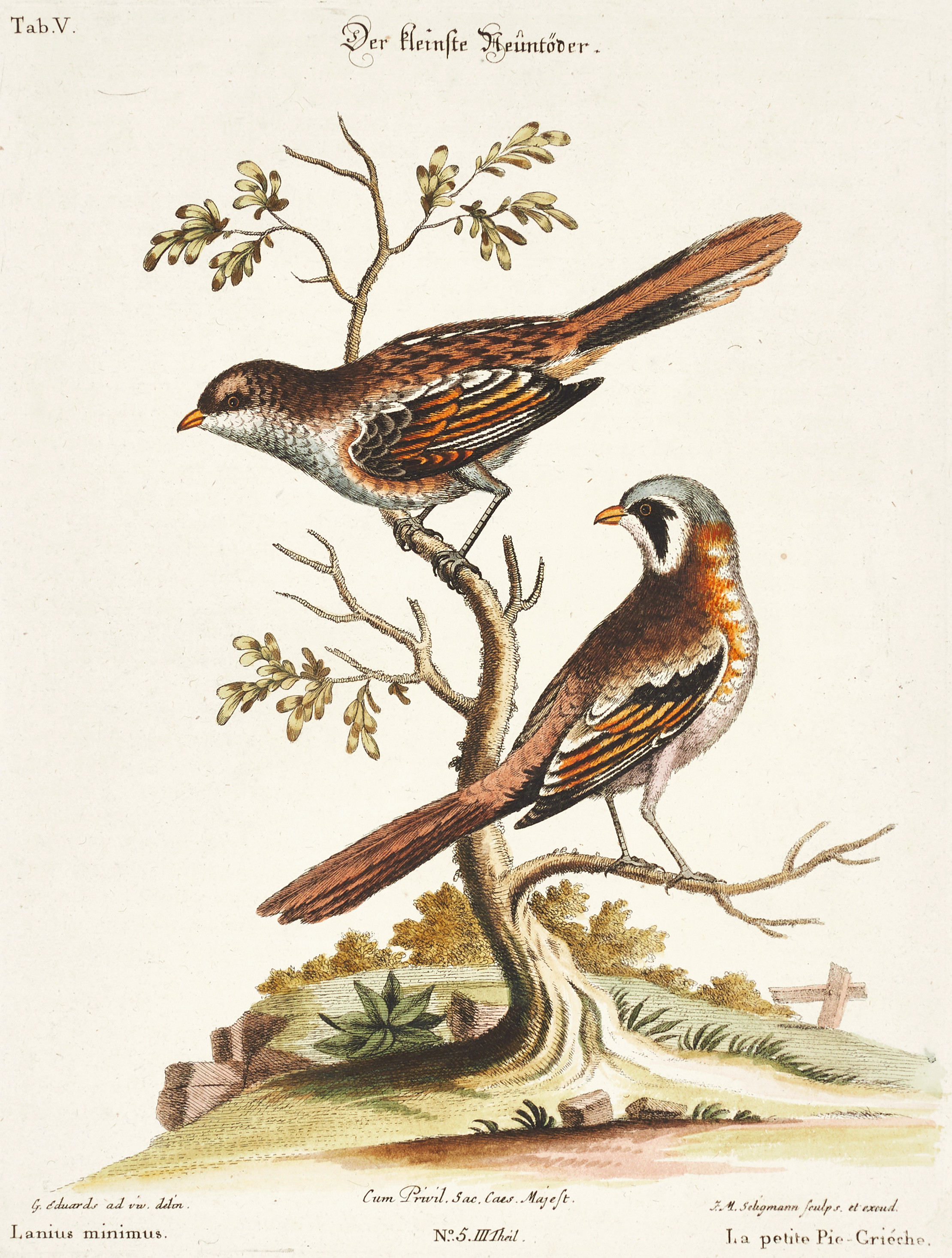 SELIGMANN, illustration ur "Sammlung verschiedener ausländischer und seltener Vögel", Nürnberg, 1749-1776.