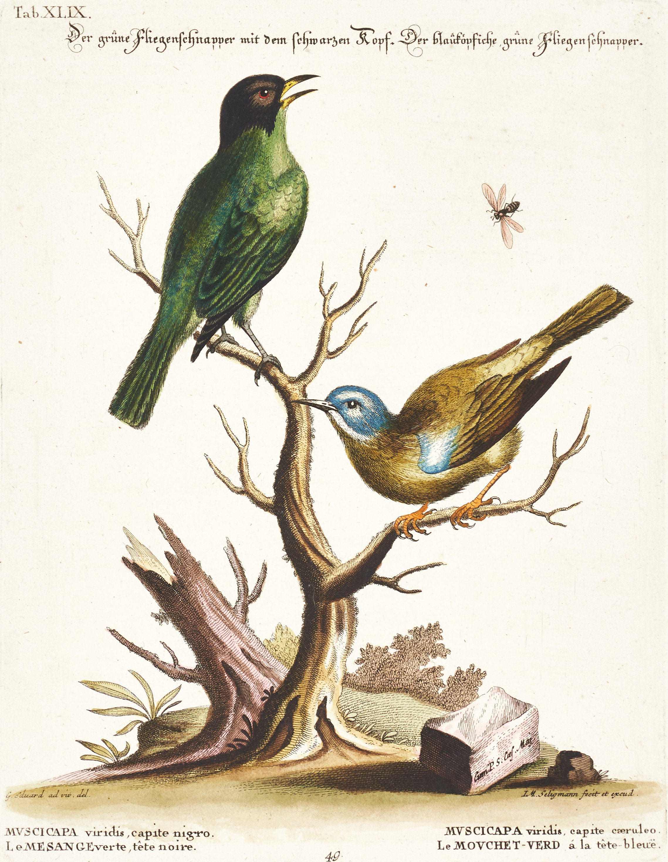 SELIGMANN, illustration ur "Sammlung verschiedener ausländischer und seltener Vögel", Nürnberg, 1749-1776.
