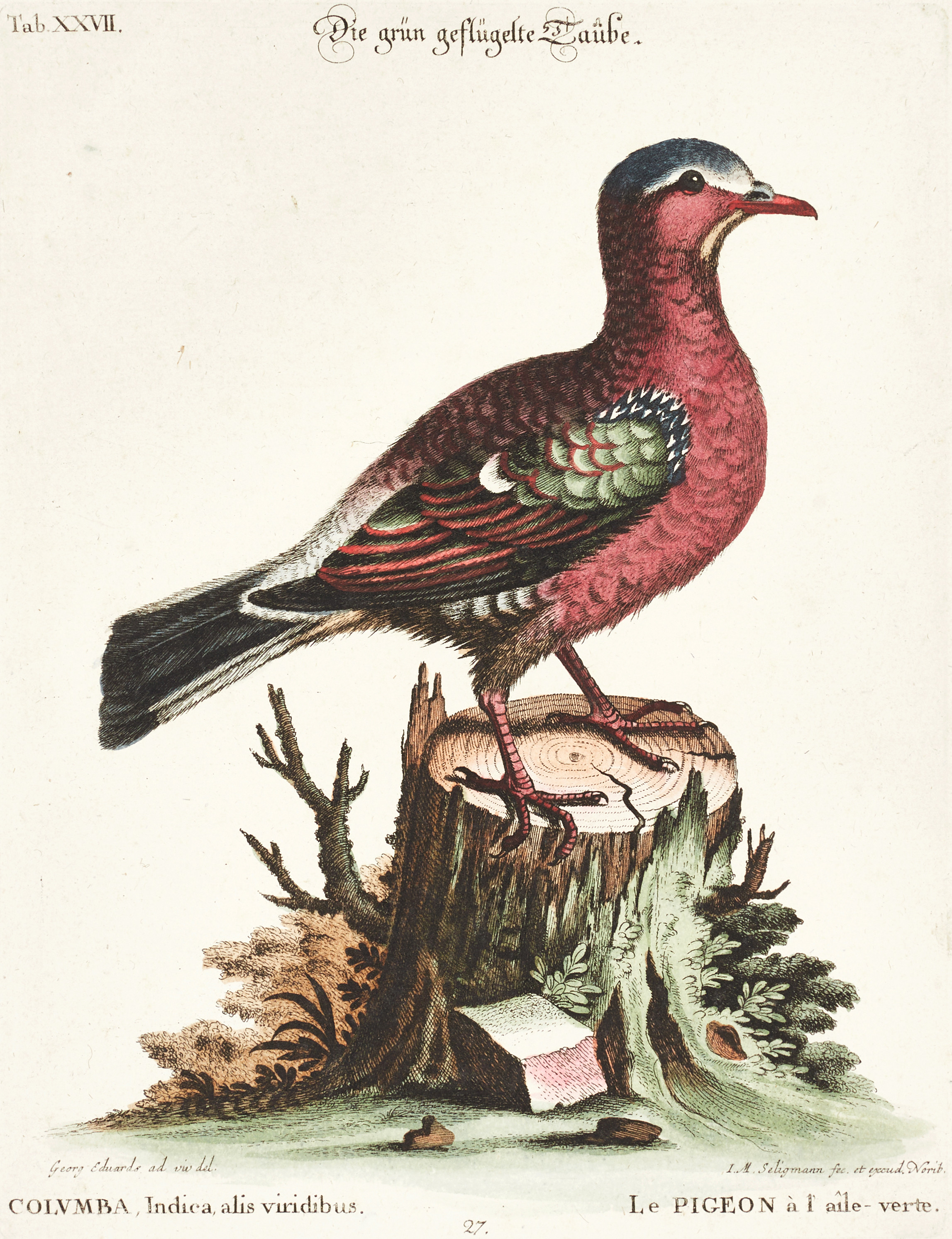 SELIGMANN, illustration ur "Sammlung verschiedener ausländischer und seltener Vögel", Nürnberg, 1749-1776.