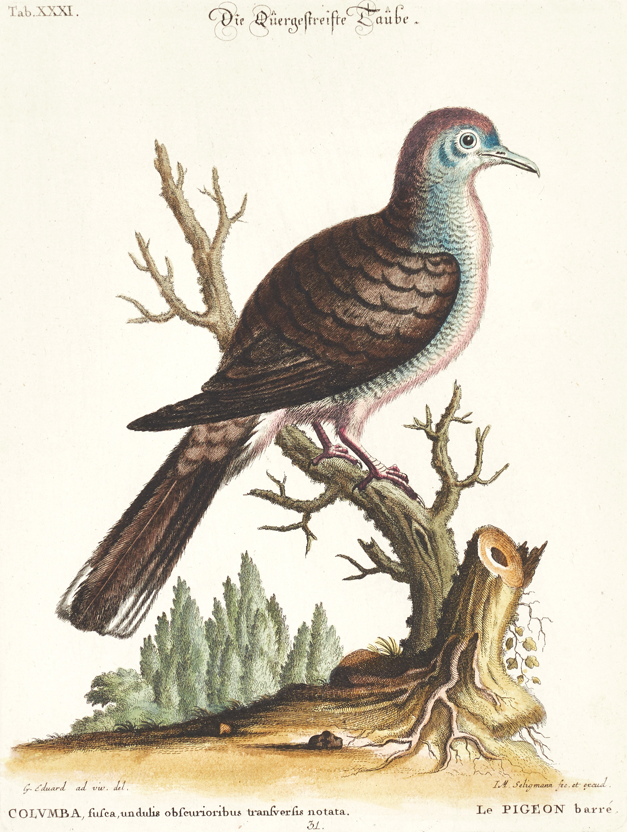 SELIGMANN, illustration ur "Sammlung verschiedener ausländischer und seltener Vögel", Nürnberg, 1749-1776.
