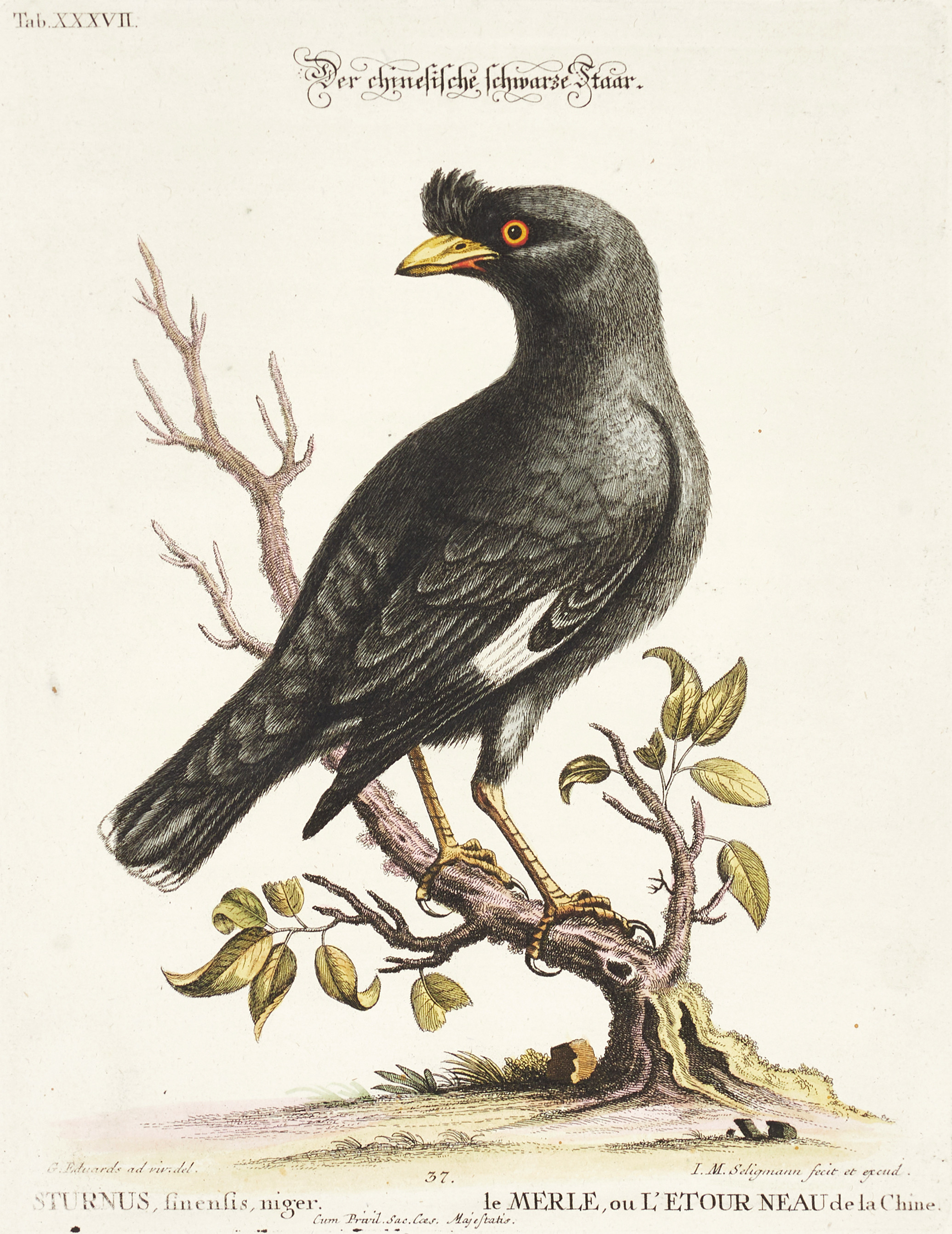 SELIGMANN, illustration ur "Sammlung verschiedener ausländischer und seltener Vögel", Nürnberg, 1749-1776.