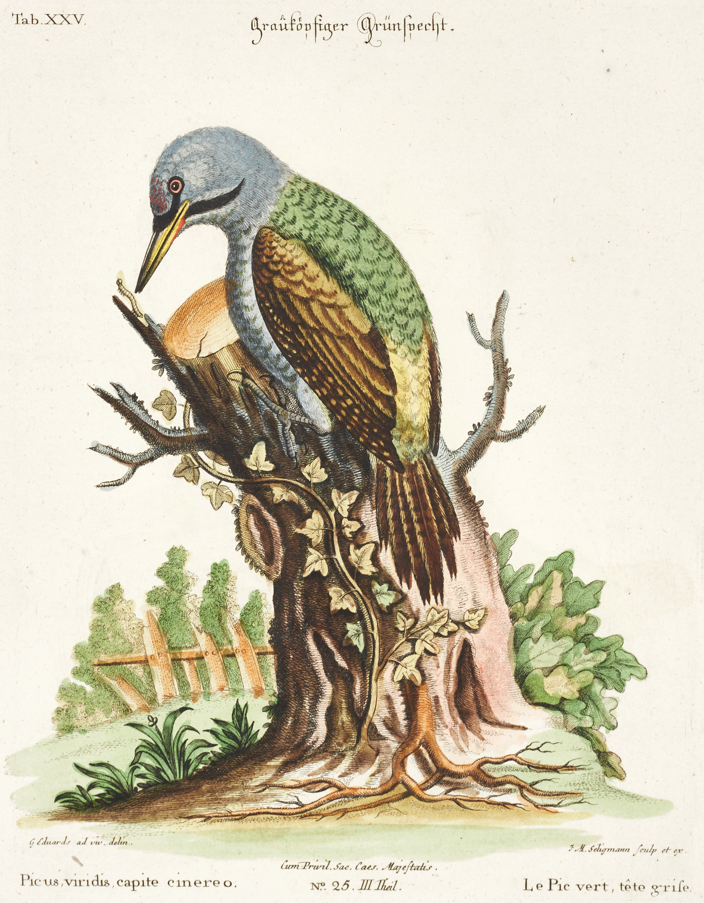 SELIGMANN, illustration ur "Sammlung verschiedener ausländischer und seltener Vögel", Nürnberg, 1749-1776.