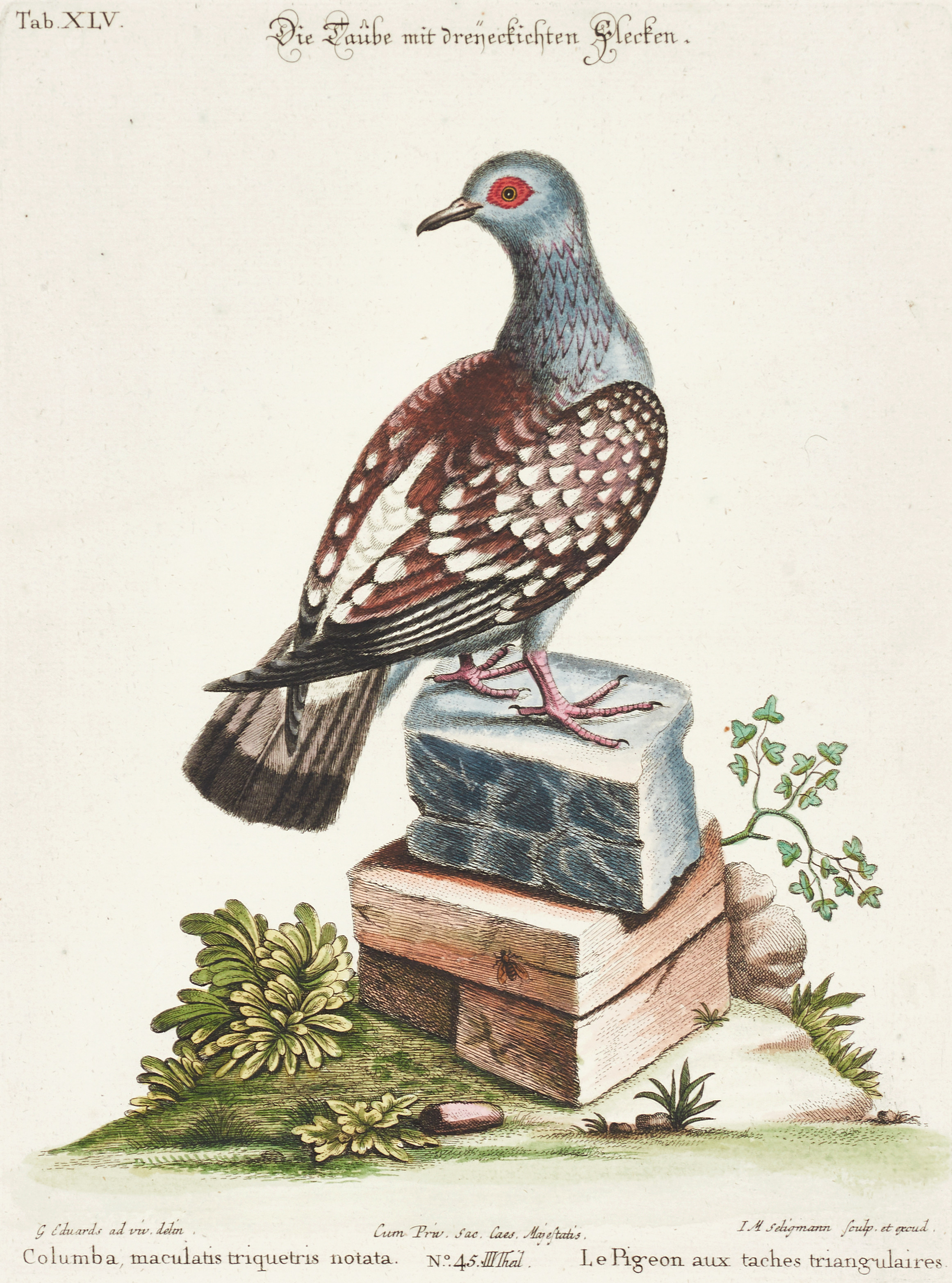 SELIGMANN, illustration ur "Sammlung verschiedener ausländischer und seltener Vögel", Nürnberg, 1749-1776.