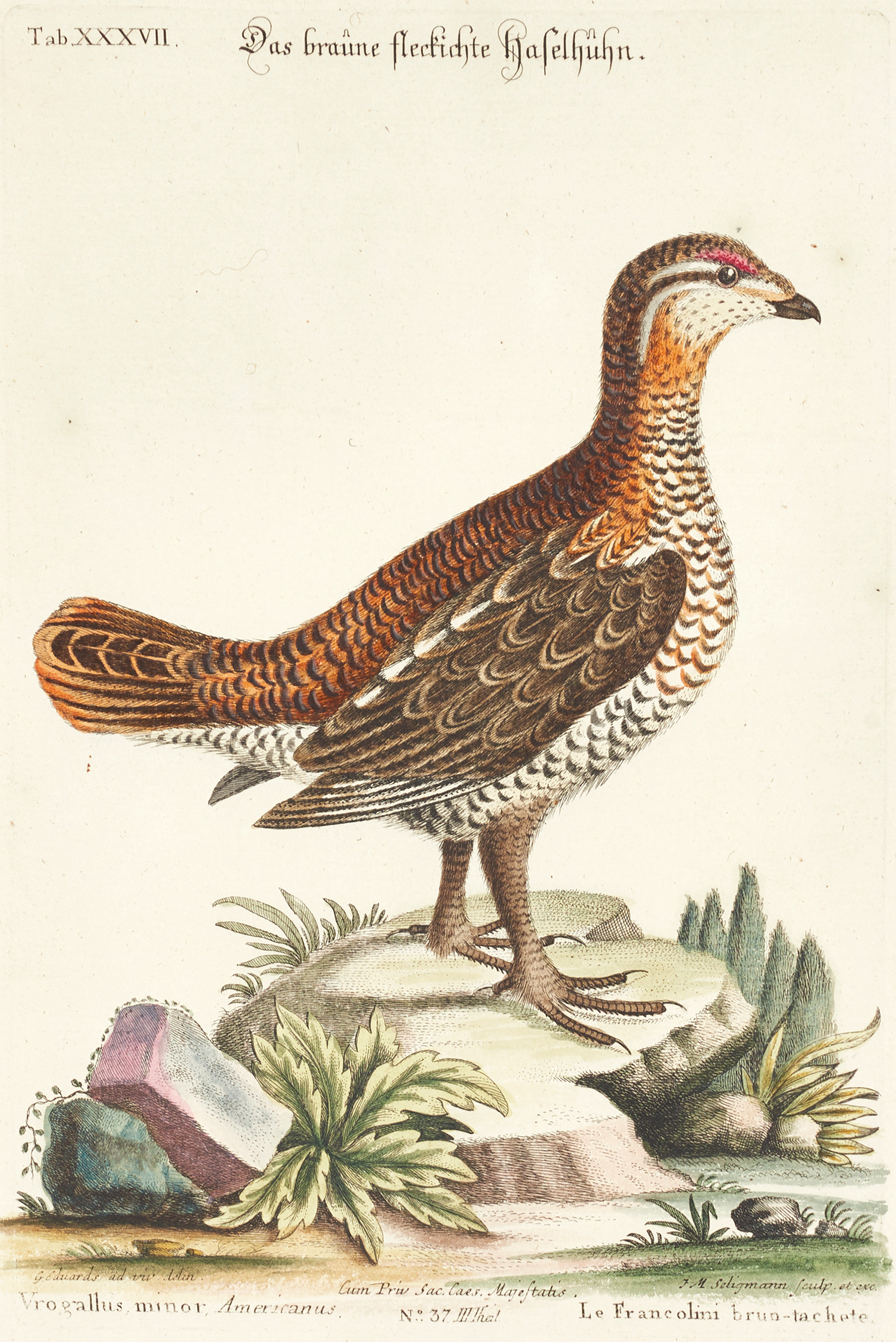 SELIGMANN, illustration ur "Sammlung verschiedener ausländischer und seltener Vögel", Nürnberg, 1749-1776.