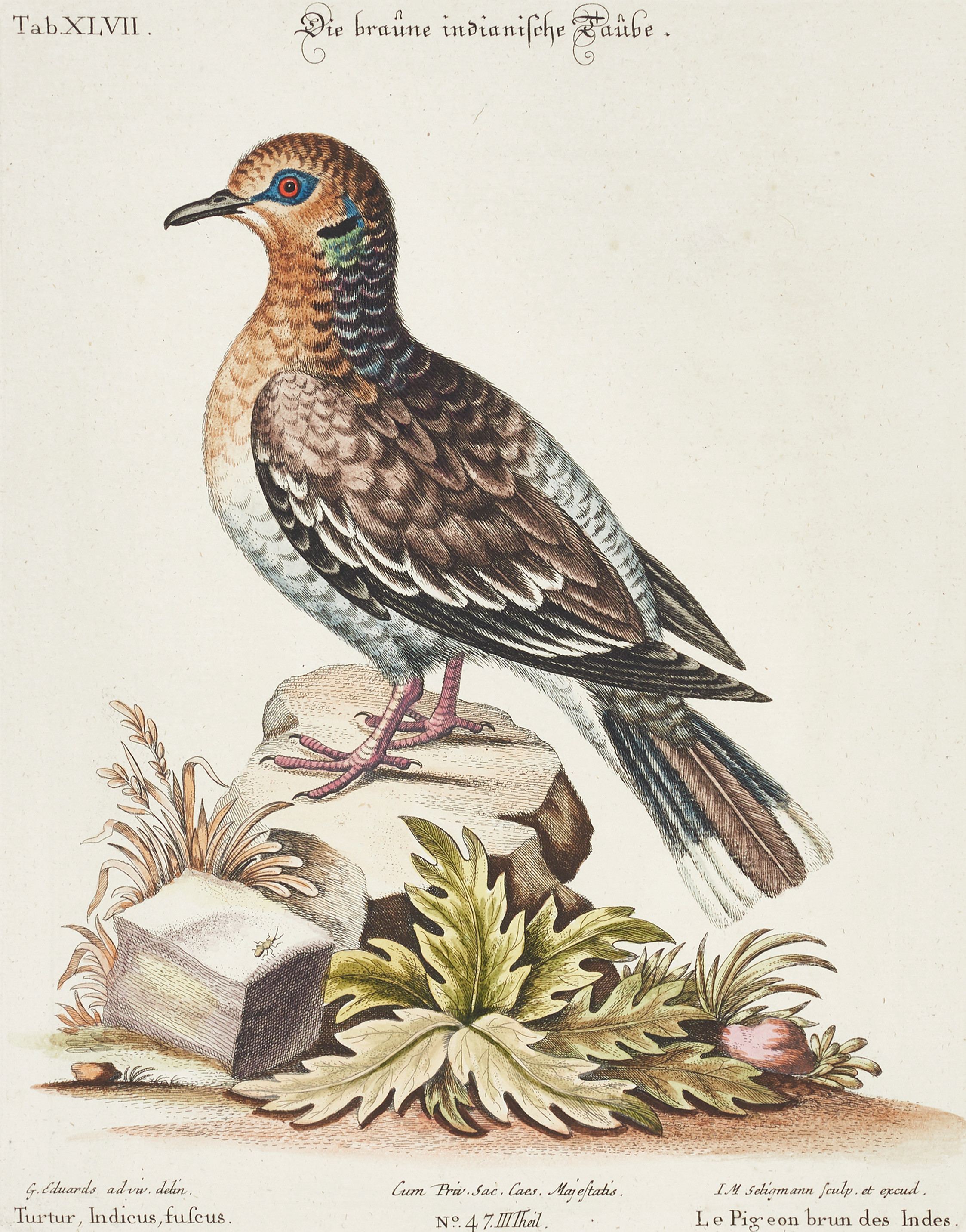 SELIGMANN, illustration ur "Sammlung verschiedener ausländischer und seltener Vögel", Nürnberg, 1749-1776.