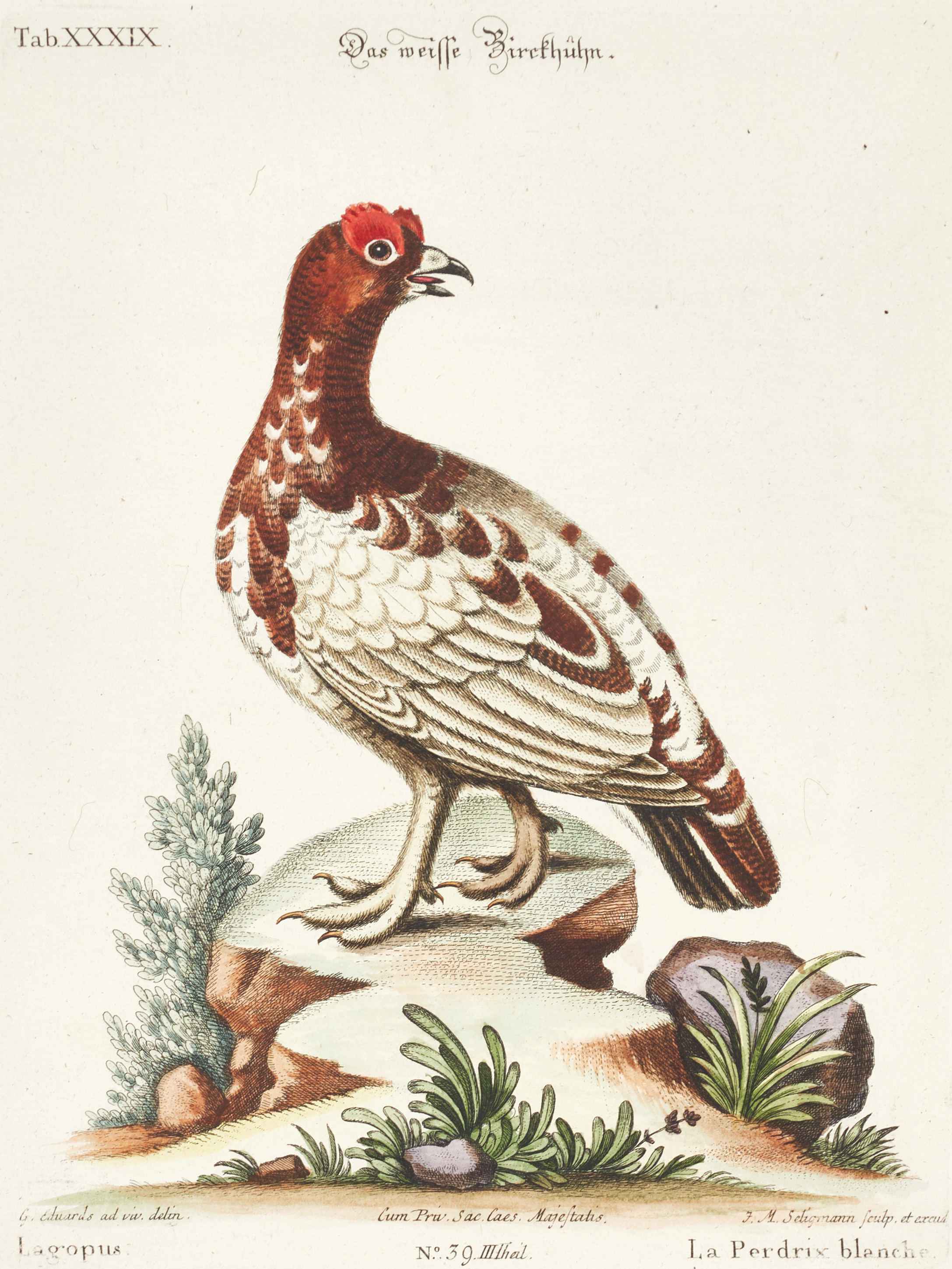 SELIGMANN, illustration ur "Sammlung verschiedener ausländischer und seltener Vögel", Nürnberg, 1749-1776.