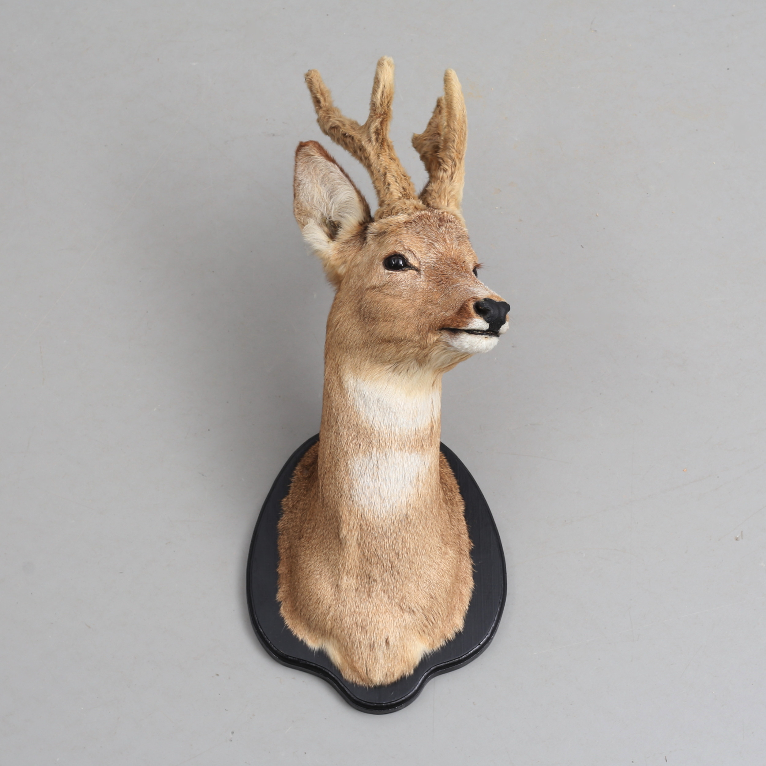 TAXIDERMI, råbock med basthorn, bogmontage, 1992.