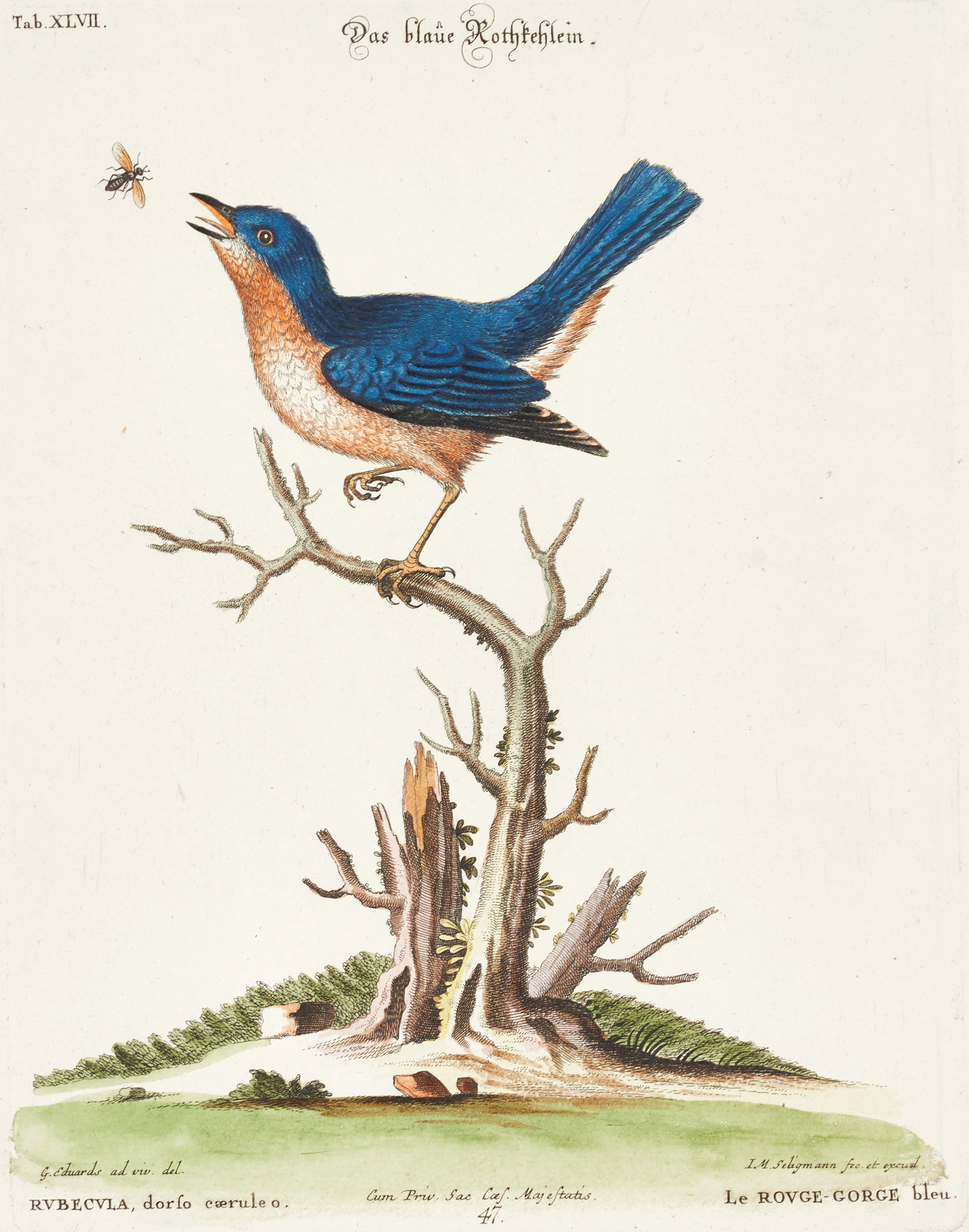 SELIGMANN, illustration ur "Sammlung verschiedener ausländischer und seltener Vögel", Nürnberg, 1749-1776.