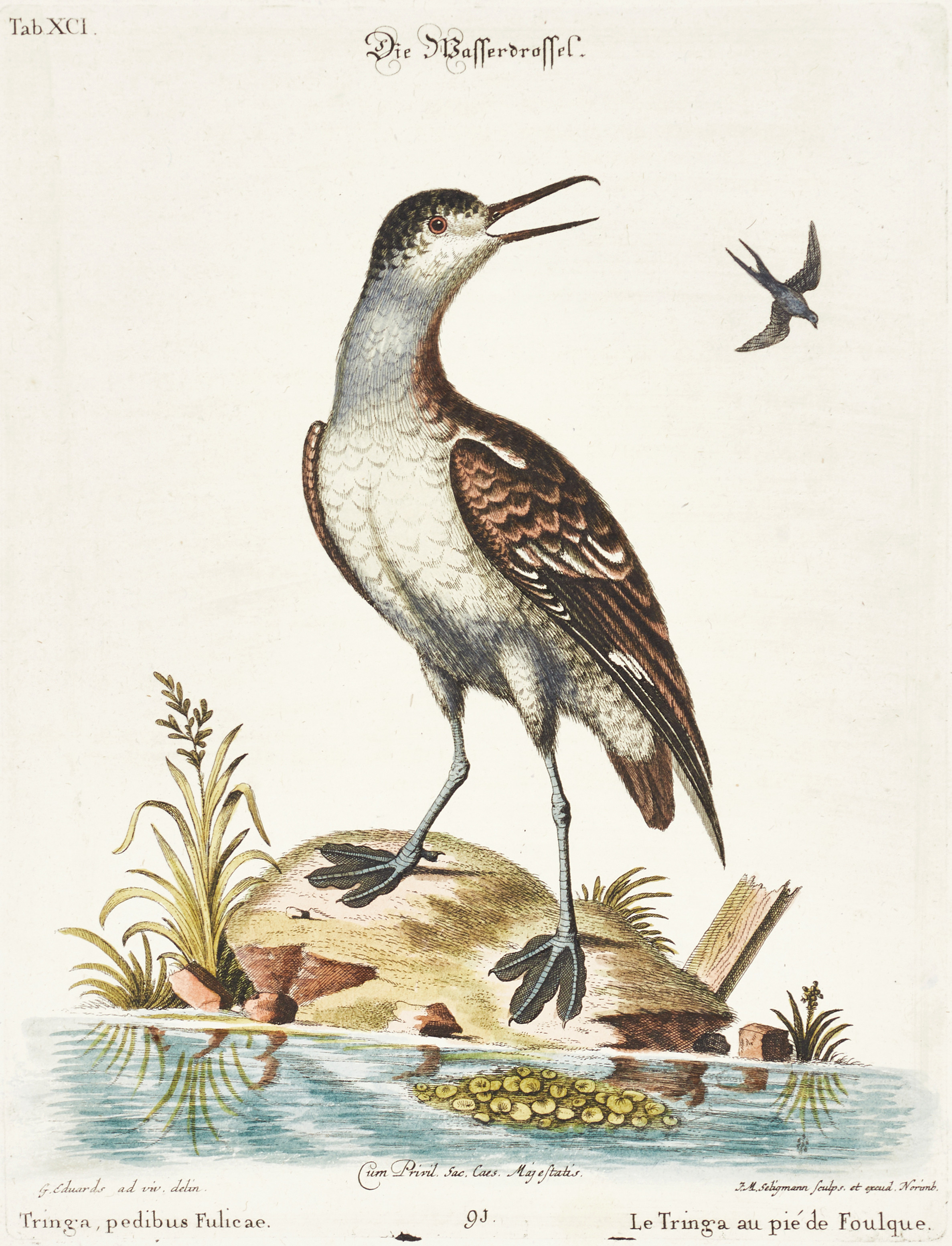 SELIGMANN, illustration ur "Sammlung verschiedener ausländischer und seltener Vögel", Nürnberg, 1749-1776.